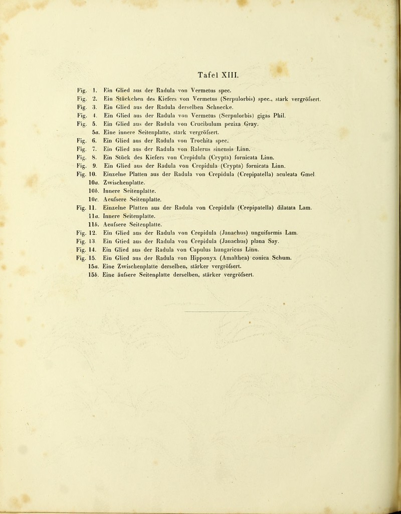 Fig. 1. Ein Glied aus der Radula von Vermetus spec. Fig. 2. Ein Stückchen des Kiefers von Vermetus (Serpulorbis) spec, stark vergröfsert. Fig. 3. Ein Glied aus der Radula derselben Schnecke. Fig. 4. Ein Glied aus der Radula von Vermetus (Serpulorbis) gigas Phil. Fig. 5. Ein Glied aus der Radula vou Crucibulum peziza Gray. 5a. Eine innere Seitenplatte, stark vergröfsert. Fig. 6. Ein Glied aus der Radula von Trochita spec. Fig. 7. Ein Glied aus der Radula von Ralerus sinensis Linn. Fig. 8. Ein Stück des Kiefers von Crepidula (Crypta) fornicata Linn. Fig. 9. Ein Glied aus der Radula von Crepidula (Crypta) fornicata Linn. Fig. 10. Einzelne Platten aus der Radula von Crepidula (Crepipatella) aculeata Gmel 10a. Zwischenplatte. 106. Innere Seitenplatte. 10c. Aeufsere Seitenplatte. Fig. 11. Einzelne Platten aus der Radula von Crepidula (Crepipatella) dilatata Lam. IIa. Innere Seitenplatte. 116. Aeufsere Seitenplatte. Fig. 12. Ein Glied aus der Radula von Crepidula (Janachus) unguiformis Lam. Fig. 13. Ein Gtied aus der Radula von Crepidula (Janachus) plana Say. Fig. 14. Ein Glied aus der Radula von Capulus hungaricus Linn. Fig. 15. Ein Glied aus der Radula von Hipponyx (Amalthea) conica Schum. 15a. Eine Zwischenplatte derselben, stärker vergröfsert. 156. Eine äufsere Seitenplatte derselben, stärker vergröfsert.