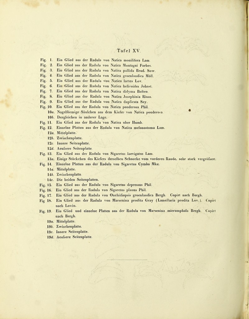 Fig. 1. Ein Glied aus der Radula von Natica monilifera Lam. Fig. 2. Ein Glied aus der Radula von Natica Montagni Forbes. Fig. 3. Ein Glied aus der Radula von Natica pallida Brod. Sow. Fig. 4. Ein Glied aus der Radula von Natica groenlaudica Moll. Fig. 5. Ein Glied aus der Radula von Natica Iaclea Lov. Fig. 6. Ein Glied aus der Radula von Natica helieoidcs Johnst. Fig. 7. Ein Glied aus der Radula von Natica didyma Bolten. Fig. 8. Ein Glied aus der Radula von Natica Josephinia Risso. Fig. 9. Ein Glied aus der Radula von Natica duplicata Say. Fig. 10. Ein Glied aus der Radula von Natica ponderosa Phil. 10a. Nageiförmige Säulchen aus dem Kiefer von Natica ponderosa. 106. Dergleichen in anderer Lage. Fig. 11. Ein Glied aus der Radula von Natica über Humb. Fig. 12. Einzelne Platten aus der Radula von Natica melanostoma Lam. 12a. Mittelplatte. 126. Zwischenplatte. 12c. Innere Seitenplatte. I2d. Aeufsere Seitenplatte. Fig. 13. Ein Glied aus der Radula von Sigaretus laevigatus Lam. 13a. Einige Stückchen des Kiefers derselben Schnecke vom vorderen Rande, sehr stark vergröfsert. Fig. 14. Einzelne Platten aus der Radula von Sigaretus Cymba Mke. 14a. Mittelplatte. 146. Zwischenplatte. 14c. Die beiden Seitenplatten. Fig. 15. Ein Glied aus der Radula von Sigaretus depressus Phil. Fig. 16. Ein Glied aus der Radula von Sigaretus planus Phil. Fig. 17. Ein Glied aus der Radula von Onchidiopsis groenlandica Bergh. Copirt nach Bergh. Fig 18. Ein Glied aus der Radula von Marsenina prodita Gray (Lamellaria prodita Lov.). Copirt nach Loven. Fig. 19. Ein Glied und einzelne Platten aus der Radula von Marsenina micromphala Bergh. Copirt nach Bergh. 19a. Mittelplatte. 196. Zwischenplatte. 19c. Innere Seitenplatte. 19d. Aeufsere Seitenplatte.
