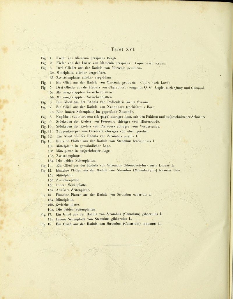 Fie 1. Kiefer von Marsenia perspicua Bergh. Fi» rig. 2, Kiefer von der Larve von Marseuia perspicua. (Topirt nach Krolm. Fi fi- ng. 3. 3a. Mittelplalte^ stärker vergröfsert 36. Zwischenplätte» stärker ver töfsert Fig. Ein Glied aus der Radula von Marsenia producta. C/opirt nacii Loven. Fig. 5 Drei Glieder aus der Radula von Chelyonosus tongunus Q G. Copirt nach (^)uoy und Gaunard. ]Mit a usgek läppten Zwischen platten 56= Mit eingeklappteu Zwischenplatten. rig. 6. Ein Glied aus der Radula von Pedicularia sicula Swains. rig. Eine^nnerrSehen ^atte^tJ0 ^t^Zmtm^01 _ ta. ine mnere ei enp a e im gepie s en us an e. f K- Fig. K.optineil von h^terocera (Harpago) eniragra l^am. mit den runlern und aufgeschnittener Schnauze. Fie rig. 9. Stückchen des Kiefers von Pterocera chiragra vom Hinterrande. Fip- rig. 10, Stückehen des Kiefers von Pterocera chiragra vom Vorderrande. rig. 11. Zungenknorpel von Pterocera chiragra von ohen gesehen. rig. 12 Ein Glied aus der Radula von Stromhus pugilis L rig. 13 Einzelne Platten aus der Radula von Strombus ientiginosus L 13a. Mittelplatte in gewöhnlicher Lage. 136. Mittelplatte in aufgerichteter Lage. 13c. Zwischen platte. 13d. rig. 14 Ein Glied aus der Radula von Strombus (Monodactylus) auris Diauae L Fie 15. Einzelne Platten aus der Radula von Strombus (Monodactylus) tricornis Lam. 15a. Mittelplatte. 156. Zwischenplatte. 15c. Innere Seitenplatte. 15d. Aeufsere Seitenplaue. Fig. Iß. Einzelne Platten aus der Radula von Strombus canarium L 16a. m. Mittelplatte. Zwisclienplatte. 16c. Die beiden Seitenplatten. Fig. 17. Ein Glied aus der Radula von Strombus (Canarium) gibberulus L. 17a. Innere Seitenplatte von Strombus gibberulus L. Fig. 18. Ein Glied aus der Radula von Strombus (Canarium) luhuanus L.