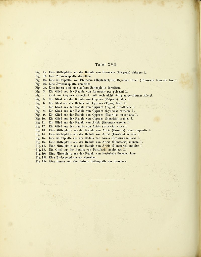 Fig. la. Eine Mittelplatte aus der Radula von Pterocera (Harpago) chiragra L. Fig. 16. Eine Zwisclienplatte derselben. Fig. 2a. Eine Miltclplatte von Pterocera (Heptadactylus) Bryoniae Gmel. (Pterocera truncnta Lam.) Fig. 2b. Eine Zwischenplatte derselben. Fig. 2c. Eine innere und eine äufsere Seitenplatte derselben. Fig. 3. Ein Glied aus der Radula von Aporrhais pes pelecani L. Fig. 4. Kopf von Cypraea carneola L. mit noch nicht völlig ausgestülptem Rüssel. Fig. 5. Ein Glied aus der Radula von Cypraea (Talparia) talpa L. Fig. 6. Ein Glied aus der Radula von Cypraea (Tigris) tigris L. Fig. 7. Ein Glied aus der Radula von Cypraea (Tigris) exanthema L. Fig. 8. Ein Glied aus der Radula von Cypraea (Lyncina) carneola L. Fig. 9. Ein Glied aus der Radula von Cypraea (Mauritia) mauritiana L. Fig. 10. Ein Glied aus der Radula von Cypraea (Mauritia) arabica L. Fig. 11. Ein Glied aus der Radula von Aricia (Erronea) errones L. Fig. 12. Ein Glied aus der Radula von Aricia (Erosaria) erosa L. Fig. 13. Eine Mittelplatte aus der Radula von Aricia (Erosaria) caput serpentis L, Fig. 14. Eine Mittelplatte aus der Radula von Aricia (Erosaria) helvola L. Fig. 15. Eine Mittelplatte aus der Radula von Aricia (Erosaria) miliaris L. Fig. 16. Eine Mittelplatte aus der Radula von Aricia (Monetaria) moneta L. Fig. 17. Eine Mittelplatte aus der Radula von Aricia (Monetaria) annulus L. Fig. 18. Ein Glied aus der Radula von Pustularia staphylaea L. Fig. 19a. Eine Mittelplatte aus der Radula von Pustularia limacina Lam. Fig. 196. Eine Zwisclienplatte aus derselben. Fig. 19c. Eine innere und eine äufsere Seitenplatte aus derselben.