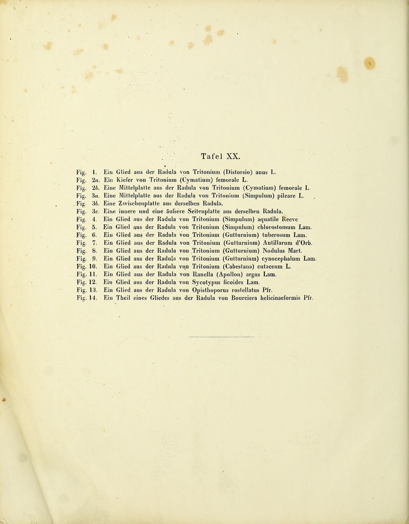 Tafel XX. Fig. 1. Ein Glied aus der Radula von Tritonium (Distorsio) anus L. Fig. 2«. Ein Kiefer Von Tritonium (Cymatium) femorale L. Fig. 26. Eine MittelpiaIte aus der Radula von Tritonium (Cymatium) femorale L. Fig. 3a. Eine Mittelplatte aus der Radula von Tritonium (Simpulum) pileare L. Fig. 36. Eine Zwischcnplatte aus derselben Radula. Fig. 3c. Eine innere und eine äufserc Seitenplatte aus derselben Radula. Fig. 4. Ein Glied aus der Radula von Tritonium (Simpulum) aquatile Reeve Fig. 5. Ein Glied aus der Radula von Tritonium (Simpulum) chlorostomum Lam. Fig. 6. Ein Glied aus der Radula von Tritonium (Gutturnium) tuberosum Lam. Fig. 7. Ein Glied aus der Radula von Tritonium (Gutturnium) Antillarum d'Orb. Fig. 8. Ein Glied aus der Radula von Tritonium (Gutturnium) Nodulus Mart. Fig. 9. Ein Glied aus der Radula von Tritonium (Gutturnium) cynocephalum Lam. Fig. 10. Ein Glied aus der Radula von Tritonium (Cabestana) cutaceum L. Fig. 11. Ein Glied aus der Radula von Ranella (Apollon) argus Lam. Fig. 12. Ein Glied aus der Radula von Sycotypus ficoides Lam. Fig. 13. Ein Glied aus der Radula von Opisthoporus rostellatus Pfr. Fig. 14. Ein Theil eines Gliedes aus der Radula von Bourciera helicinaeformis Pfr.