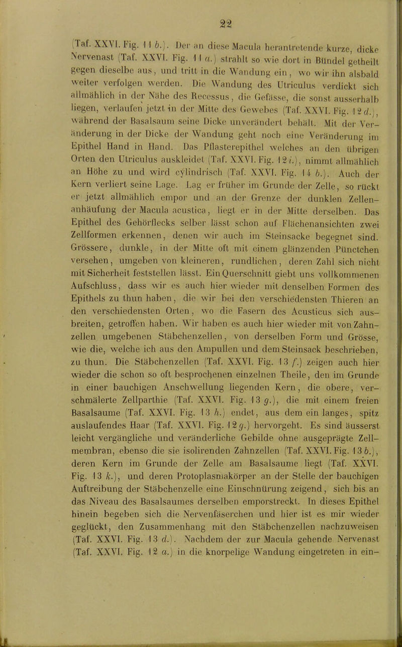 Taf. XXVI. fig. I I b.,. Der an diese Macula herantretende kurze, dicke Nervenast (Taf. XXVI. Fig. I I «.) strahlt so wie dort in Bündel getheilt gegen dieselbe aus, und tritt in die Wandung ein, wo wir ihn alsbald weiter verfolgen werden. Die Wandung des Utriculus verdickt sich allmählich in der Nähe des Recessus, die Gelasse, die sonst ausserhalb liegen, verlaufen jetzt in der Mitte des Gewebes (Taf. XXVI. Fig. \ id.r während der Basalsaum seine Dicke unverändert behält. Mit der Ver- änderung in der Dicke der Wandung gehl noch eine Veränderung im Epithel Hand in Hand. Das Pflasterepithel welches an den übrigen Orten den Utriculus auskleidel (Taf. XXVI. Fig. 12 «.), nimmt allmählich an Höhe zu und wird cylindrisch (Taf. XXVI. Fig. 14 /;.). Auch der Kern verliert seine Lage. Lag er früher im Grunde der Zelle, so rückt er jetzt allmählich empor und an der Grenze der dunklen Zellen- anhäufung der Macula acuslica, liegt er in der Mitte derselben. Das Epithel des Gehörflecks selber lässt schon auf Flächenansichten zwei Zellformen erkennen, denen wir auch im Steinsacke begegnet sind. Grössere, dunkle, in der Mitte oft mit einem glänzenden Pünctchen versehen, umgeben von kleineren, rundlichen, deren Zahl sich nicht mit Sicherheit feslstellen lässt. Ein Querschnitt giebt uns vollkommenen Aufschluss, dass wir es auch hier wieder mit denselben Formen des Epithels zu thun haben, die wir bei den verschiedensten Thieren an den verschiedensten Orlen, wo die Fasern des Acusticus sich aus- breiten, getroffen haben. Wir haben es auch hier wieder mit von Zahn- zellen umgebenen Stäbchenzellen, von derselben Form und Grösse, wie die, welche ich aus den Ampullen und dem Steinsack beschrieben, zu thun. Die Stäbchenzellen (Taf. XXVI. Fig. 13 f.) zeigen auch hier w ieder die schon so oft besprochenen einzelnen Theile, den im Grunde in einer bauchigen Anschwellung liegenden Kern, die obere, ver- schmälerte Zellparthie (Taf. XXVI. Fig. 13^.), die mit einem freien Basalsaume (Taf. XXVI. Fig. 13 h.) endet, aus dem ein langes, spitz auslaufendes Haar (Taf. XXVI. Fig. I2</.) hervorgehl. Es sind äusserst leicht vergängliche und veränderliche Gebilde ohne ausgeprägte Zell- membran, ebenso die sie isolirenden Zahnzellen (Taf. XXVI. Fig. 13 6.), deren Kern im Grunde der Zelle am Basalsaume liegt (Taf. XXVI. Fig. 13 k.), und deren Protoplasmakörper an der Stelle der bauchigen Auftreibung der Stäbchenzelle eine Einschnürung zeigend, sich bis an das Niveau des Basalsaumes derselben emporslreckt. In dieses Epithel hinein begeben sich die Nervenfäserchen und hier ist es mir wieder geglückt, den Zusammenhang mit den Stäbchenzellen nachzuw^eisen (Taf. XXVI. Fig. 13 d.). Nachdem der zur Macula gehende Nervenast (Taf. XXVI. Fig. 12 a.) in die knorpelige Wandung eingetreten in ein-