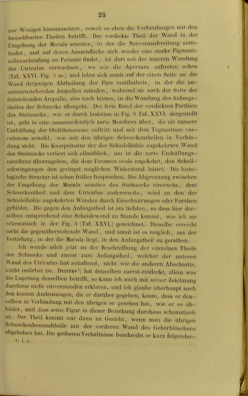 nur Weniges hinzuzusetzen, soweit es eben die Verbindungen mit den benachbarten Theilen betrifft. Der verdickte Thcil der Wand in der Umgebung der Macula acuslica, in der die Nervenausbreitung statt- findet. und auf deren Aussenfläche sich wieder eine starke Pigment- zellenanhöufung im Perioste findet, ist dort mit der inneren Wandung des Utriculus verwachsen, wo wir die Apertura auftreten sehen Taf. XXVI. Fig. 9 m.) und lehnt sich somit auf der einen Seile an die Wand derjenigen Abtheilung der Pars vestibularis, in der die zu- sammenstehenden Ampullen münden, während sie nach der Seile der freistehenden Ampulle, also nach hinten, in die Wandung desÄnfangs- theiles der Schnecke übergeht. Der freie Rand der verdickten Parthien des Steinsacks, wie er durch Isolation in Fig. 9 Taf. XXVI. dargestellt ist, geht in eine ausserordentlich zarte Membran über, die als äussere Umhüllung der Otolithenmasse auftritl und mit dem Tegmenlum vas- culosum sowohl, wie mit den übrigen Schneckentheilen in Verbin- dung steht. Die Knorpelnatur der der Schädelhöhle zugekehrten Wand des Steinsacks verheil sich allmählich, um in die zarte Umhüllungs- membran überzugehen, die dem Foramen ovale zugekehrt, den Schall- schwingungen den gelängst möglichen Widerstand leistet. Die histo- logische Structur ist schon früher besprochen. Die Abgrenzung zwischen der Umgebung der Macula acustica des Steinsacks einerseits, dem Schneckentheil und dem Utriculus andererseits, wird an den der Schädelhöhle zugekehrten Wänden durch Einschnürungen oder Furchen gebildet. Die gegen den Anfangstheil ist am tiefsten, so dass hier der- selben entsprechend eine Scheidewand zu Stande kommt, wie ich sie schematisch in der Fig. 5 (Taf. XXVI.) gezeichnet. Dieselbe erreicht nicht die gegenüberstehende Wand , und somit ist es möglich , aus der Vertiefung, in der die Macula liegt, in den Anfangstheil zu gerathen. Ich wende mich jetzt zu der Beschreibung der einzelnen Theile der Schnecke und zuerst zum Anlangstheil, welcher der unteren W and des Utriculus fest anhaftend , nicht wie die anderen Abschnitte, leicht isolirbar ist. Deiters1) hat denselben zuerst entdeckt, allein was die Lagerung desselben betrifft, so kann ich mich mit seiner Zeichnung durchaus nicht einverstanden erklären, und ich glaube überhaupt nach den kurzen Andeutungen, die er darüber gegeben, kaum, dass er den- selben in Verbindung mit den übrigen so gesehen hat, wie er es ab- bildet, und dass seine Figur in dieser Beziehung durchaus schemalisch ist. Der fheil kommt nur dann zu Gesicht, wenn man die übrigen Schneckenbestandtheile mit der vorderen Wand des Gehörbläschens abgehoben hat. Die gröberen Verhältnisse beschreibt er kurz folgender- 1) 1. c.