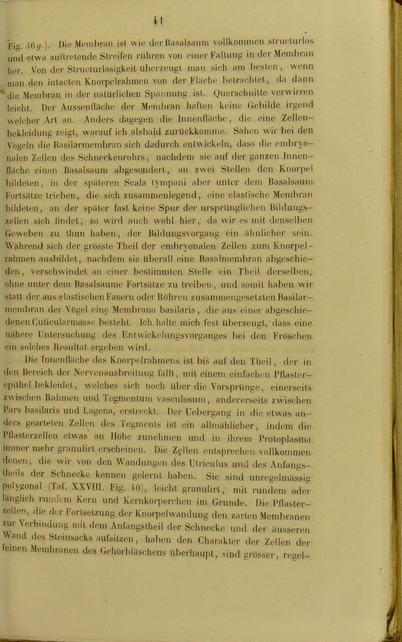 *pj„ Die Membran ist wie der Basalsaum vollkommen slructurlos uml etwa auftretende Streifen rühren von einer Faltung in der Membran her. Von der Slructurlosigkeil überzeugt man sich am besten , wenn man den inlaclen Knorpelrahmen von der Fläche betrachtet, da dann 1 c|ie Membran in der natürlichen Spannung ist. Querschnitte verwirren leicht. Der Aussenfläche der Membran halten keine Gebilde irgend welcher Art an. Anders dagegen die Innenfläche, die eine Zellen- bekleidung zeigt, worauf ich alsbald zurückkomme. Sahen w ir bei den Vögeln die Basilarmembran sich dadurch entw ickeln, dass die embryo- nalen Zellen des Schneckenrohrs, nachdem sie auf der ganzen Innen- fläche einen Basalsaum abgesondert, an zwei Stellen den Knorpel bildeten, in der späteren Scala tvmpani aber unter dem Basalsaum Fortsätze trieben, die sich zusammenlegend, eine elastische Membran bildeten, an der später fast keine Spur der ursprünglichen Bildungs- zellen sich findet, so wird auch w'ohl hier, da wir es mit denselben Geweben zu thun haben, der Bildungsvorgang ein ähnlicher sein. Während sich der grösste Theil der embryonalen Zellen zum Knorpel - rahmen ausbildet, nachdem sie überall eine Basalmembran abgeschie- den, verschwindet an einer bestimmten Stelle ein Theil derselben, ohne unter dem Basalsamne Fortsätze zu treiben, und somit haben wir statt der aus elastischen Fasern oder Röhren zusammengesetzten Basilar- membran der Vögel eine Membrana basilaris, die aus einer abgeschie- denen Cuticularmasse besteht. Ich halle mich fest überzeugt, dass eine nähere Untersuchung des Enlwickelungsvorganges bei den Fröschen ein solches Resultat ergeben wird. Die Innenfläche des Knorpelrahmens ist bis auf den Theil, der in den Bereich der Nervenausbreilung fällt, mit einem einfachen Pflaster- epilhel bekleidet, welches sich noch über die Vorsprünge, einerseits zwischen Rahmen und Tegmentum vasculosum, andererseits zwischen Pars basilaris und Lagena, erstreckt. Der Uebergang in die etwas an- dos gearteten Zellen des legmenls ist ein allmählicher, indem die Pflasterzellen etwas an Höhe zunehmen und in ihrem Protoplasma immer mehr granulirt erscheinen. Die Zöllen entsprechen vollkommen denen, die wir von den Wandungen des Ulriculus und des Anfangs- theils der Schnecke kennen gelernt haben. Sie sind unregelmässig polygonal (Taf. XXVIII. Fig. 40), leicht granulirt, mit rundem oder länglich rundem Kern und Kernkörperchen im Grunde. Die Pflaster- zellen, die der Fortsetzung der Knorpelwandung den zarten Membranen zur Verbindung mit dem Anfangstheil der Schnecke und der äusseren mid des Steinsacks aufsitzen, haben den Charakter der Zellen der emen Membranen des Gehörbläschens überhaupt, sind grösser, regel-