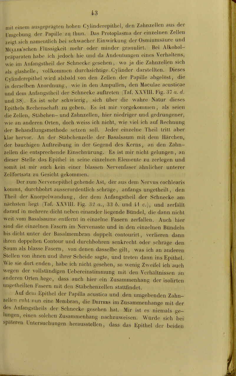 mit einem ausgeprägten hohen Cylinderepithel, den Zahnzellen aus der Umgebung der Papille zu thun. Das Protoplasma der einzelnen Zellen zeigt sieh namentlich bei schwacher Einwirkung der Osmiumsäure und MüLLER’sehen Flüssigkeit mehr oder minder granulirt, Hei Alkohol- präparaten habe ich jedoch hie und da Andeutungen eines Verhaltens, wie im Aufangslheil der Schnecke gesehen, wo ja die Zahnzellen sich als ülashelle, vollkommen durchsichtige Cylinder darslellten. Dieses Cylinderepithel wird alsbald von den Zellen der Papille abgelost, die in derselben Anordnung, wie in den Ampullen, den Maculae acusticae und dem Anfangsthcil der Schnecke auflreten (Tal'. XXVI11. Fig. 37 a. d. und 38). Es ist sehr schwierig, sich über die wahre Natur dieses Epithels Rechenschaft zu geben. Es ist mir vorgekommen, als seien die Zellen, Stäbchen- und Zahnzellen, hier niedriger und gedrungener, wie an anderen Orten, doch weiss ich nicht, wie viel ich auf Rechnung der Behandlungsmethode setzen soll. Jeder einzelne Theil tritt aber klar hervor. An der Stäbchenzelle der Basalsaum mit dem Härchen, der bauchigen Auftreibung in der Gegend des Kerns, an den Zahn- zellen die entsprechende Einschnürung. Es ist mir nicht gelungen, an dieser Stelle das Epithel in seine einzelnen Elemente zu zerlegen und somit ist mir auch kein einer blassen Nervenfaser ähnlicher unterer Zellforlsalz zu Gesicht gekommen. Der zum Nervenepithel gehende Ast, der aus dem Nervus cochlearis kommt, durchbohrt ausserordentlich schräge, anfangs ungetheilt, den Theil der Knorpelwandung, der dem Anfangstheil der Schnecke am nächsten liegt (Taf. XXVIII. Fig. 32 «., 33 b. und AI c.), und zerfällt darauf in mehrere dicht neben einander liegende Bündel, die dann nicht weit vom Basalsaume entfernt in einzelne Fasern zerfallen. Auch hier sind die einzelnen Fasern im Nervenaste und in den einzelnen Bündeln bis dicht unter der Basalmembran doppelt contourirt, verlieren dann ihren doppelten Contour und durchbohren senkrecht oder schräge den Saum als blasse Fasern, von denen dasselbe gilt, was ich an anderen Stellen von ihnen und ihrer Scheide sagte, und treten dann ins Epithel. W ie sie dort enden, habe ich nicht gesehen, so wenig Zweifel ich auch wegen der vollständigen Uebereinstimmung mit den Verhältnissen an andeien Orten hege, dass auch hier ein Zusammenhang der isolirten ungetheilten fasern mit den Stäbchenzellen stattfindel. Auf dem Epithel der Papilla acustica und den umgebenden Zahn- zellcn ruht nun eine Membran, die Deiters im Zusammenhänge mit der des Anfangstheils der Schnecke gesehen hat. Mir ist es niemals ge- lungen, einen solchen Zusammenhang nachzuweisen. Würde sich bei späteren Untersuchungen heraussteilen, dass das Epithel der beiden