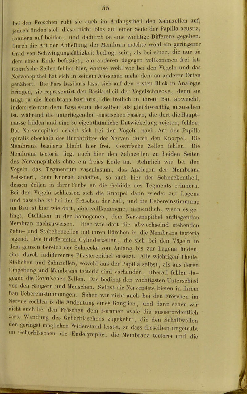 bei den Fröschen ruht sie auch im Anfangstheil den Zahnzellen auf, jedoch finden sich diese nicht blos auf einer Seile der Papilla acustia, sondern auf beiden, und dadurch ist eine wichtige Differenz gegeben. Durch die Art der Anheftung der Membran möchte wohl ein geringerer Grad von Schwingungsfähigkeit bedingt sein, als bei einer, die nur an dem einen Ende befestigt,, am anderen dagegen vollkommen frei ist. CoRTi’sche Zellen fehlen hier, ebenso wohl wie bei den Vögeln und das Nervenepithel hat sich in seinem Aussehen mehr dem an anderen Orten genähert. Die Pars basilaris lässt sich auf den ersten Blick in Analogie bringen, sie repräsentirl den Basilartheil der Vogelschnecke, denn sie trägt ja die Membrana basilaris, die freilich in ihrem Bau abweicht, indem sie nur dem Basalsaum derselben als gleichwerthig anzusehen ist, während die unterliegenden elastischen Fasern, die dort die Haupt- masse bilden und eine so eigenlhümliche Entwickelung zeigten, fehlen. Das Nervenepithel erhebt sich bei den Vögeln nach Art der Papilla spiralis oberhalb des Durchtrittes der Nerven durch den Knorpel. Die Membrana basilaris bleibt hier frei. CoRTi’sche Zellen fehlen. Die 1 Membrana tectoria liegt auch hier den Zahnzellen zu beiden Seiten des Nervenepithels ohne ein freies Ende an. Aehnlich wie bei den Vögeln das Tegmentum vasculosum, das Analogon der Membrana Reissneri, dem Knorpel anhaftet, so auch hier der Schneckentheil, dessen Zellen in ihrer Farbe an die Gebilde des Tegments erinnern. Bei den Vögeln schliessen sich die Knorpel dann wieder zur Lagena und dasselbe ist bei den Fröschen der Fall, und die Uebereinstimmung im Bau ist hier wie dort, eine vollkommene, namentlich, wenn es ge- lingt, Otolithen in der homogenen, dem Nervenepithel aufliegenden Membran nachzuweisen. Hier wie dort die abwechselnd stehenden Zahn- und Stäbchenzellen mit ihren Härchen in die Membrana tectoria ragend. Die indifferenten Cylinderzellen, die sich bei den Vögeln in dem ganzen Bereich der Schnecke von Anfang bis zur Lagena finden, sind durch indifferentes Pflasterepithel ersetzt. Alle wichtigen Theile, Stäbchen und Zahnzellen, sowohl aus der Papilla selbst, als aus deren Lmgebung und Membrana tectoria sind vorhanden, überall fehlen da- gegen die CoRTi’schen Zellen. Das bedingt den wichtigsten Unterschied von den Säugern und Menschen. Selbst die Nervenäste bieten in ihrem Bau Uebereinstimmungen. Sehen wir nicht auch bei den Fröschen im Nervus cochlearis die Andeutung eines Ganglion, und dann sehen wir nicht auch bei den Fröschen dem Foramen ovale die ausserordentlich zarte Wandung des Gehörbläschens zugekehrt, die den Schallwellen den gelängst möglichen Widerstand leistet, so dass dieselben ungetrübt •m Gehörbläschen die Endolymphe, die Membrana tectoria und die