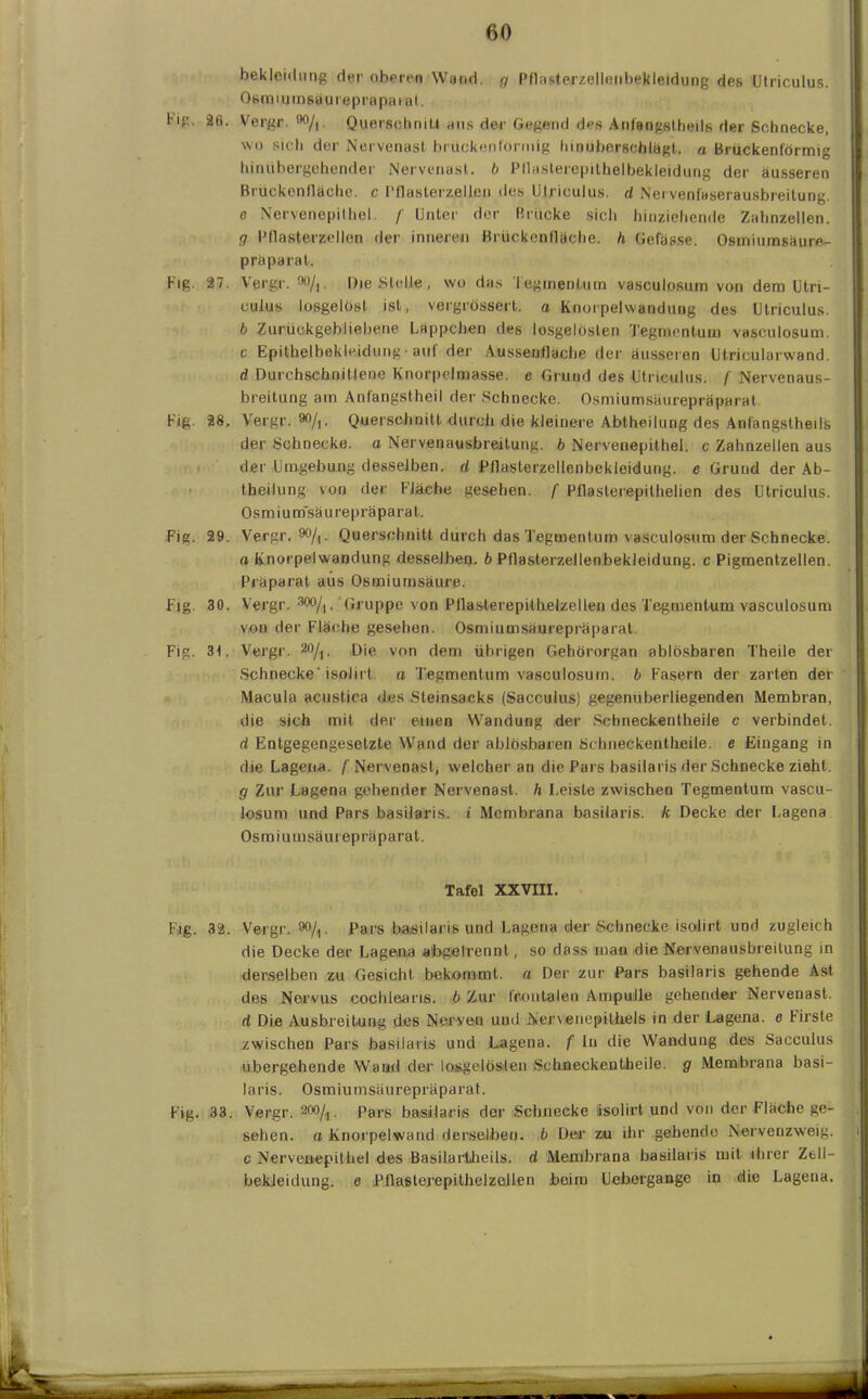 bekleidung der oberen Wand, q Pflasterzellenbekleidung des Utriculus. Osmiumsäureprapaial. 26. Vergr. oo/t. Querschnitt aus der Gegend des Anlangstheils der Schnecke, wo sich der Nervenast brückenl'ormig hmuberschlägt. a Brückenförmig hinübergehender Nervenast. b Pllasterepilhelbekleidung der äusseren Bruekenllächo. c PflasterzßJlen des Ulriculus. d Nervenfaserausbreilung. e Nervenepithel. /' Unter der Brücke sich hinziehende Zahnzellen. «7 Pflasterzellen der inneren Brückenfläche, h Gefässe. Osmiumsäure- präparat. 27. Vergr. M/,. Die Stelle , wo das Tegmentum vasculosum von dem Utri- culus losgelöst ist, vergrössert. a Knorpelwandung des Utriculus. b Zurückgebliebene Läppchen des losgelösten Tegmentum vasculosum. c Epithelbekleidung• auf der Aussenflache der äusseren Utricularwand. d Durchschnittene Knorpelmasse, e Grund des Utriculus. /' Nervenaus- breitung am Anfangstheil der Schnecke. Osmiumsäurepräparat. 28. Vergr. »)/,, Querschnitt durch die kleinere Abtheilung des Anfangstheils der Schnecke, a Nervenausbreitung. b Nervenepithel. c Zahnzellen aus der Umgebung desselben, d Pflasterzellenbekleidung, e Grund der Ab- theilung von der Fläche gesehen, f Pflasterepithelien des Utriculus. Osmiumsäurepräparat. 29. Vergr. $0/\. Querschnitt durch das Tegmentum vasculosum der Schnecke. a Knorpelwandung desselben, b Pflasterzellenbekleidung, c Pigmentzellen. Präparat aus Osmiumsäure. 30. Vergr. 300/]. 'Gruppe von Pllasterepithelzellen des Tegmentum vasculosum von der Fläche gesehen. Osmiumsäurepräparat. 31. Vergr. 20/j. Die von dem übrigen Gehörorgan ablösbaren Theile der Schnecke' isolirt. a Tegmentum vasculosum. b Fasern der zarten der Macula acustica des Steinsacks (Sacculus) gegenüberliegenden Membran, die sich mit der einen Wandung der Schneckentheile c verbindet. d Entgegengesetzte Wand der ablösbaren Schneckentheile. e Eingang in die Lagena. /'Nervenast, welcher an die Pars basilaris der Schnecke zieht. g Zur Lagena gehender Nervenast. h Leiste zwischen Tegmentum vascu- losum und Pars basilaris. i Membrana basilaris. k Decke der Lagena Osmiumsäurepräparat. Tafel XXVIII. 32. Vergr. 90/,. pars basilaris und Lagena der Schnecke isolirt und zugleich die Decke der Lagena abgelrennt, so dass man die Nervenausbreitung in derselben zu Gesicht bekommt, a Der zur Pars basilaris gehende Ast des Nervus cochlearis. b Zur frontalen Ampulle gehender Nervenast. d Die Ausbreitung des Nerven und Nervenepithels in der Lagena. e Firste zwischen Pars basilaris und Lagena. f In die Wandung des Sacculus übergehende Wand der losgelösten Schneckentheile. g Membrana basi- laris. Osmiumsäurepräparat. 33. Vergr. 200/i. Pars basilaris der Schnecke isolirt und von der Fläche ge- sehen. a Knorpelwand derselben, b Der zu ihr gehende Nervenzweig. c Nervenepithel des Basilartheils. d Membrana basilaris mit ihrer Zell— bekleidung. e Pllasterepithelzellen beim Ueborgange in die Lagena.