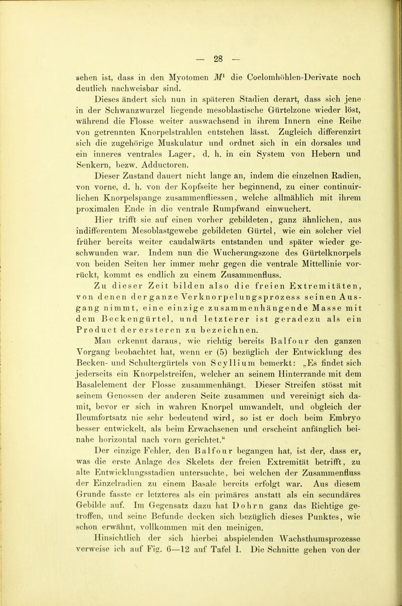 sehen ist, dass in den Myotomen die Coelomhöhlen-Derivate noch deutlich nachweisbar sind. Dieses ändert sich nun in späteren Stadien derart, dass sich jene in der Schwanzwurzel liegende mesoblastische Gtirtelzone wieder löst, während die Flosse weiter auswachsend in ihrem Innern eine Reihe von getrennten Knorpelstrahlen entstehen lässt. Zugleich differenzirt sich die zugehörige Muskulatur und ordnet sich in ein dorsales und ein inneres ventrales Lager, d, h. in ein System von Hebern und Senkern, bezw. Addiictoren. Dieser Zustand dauert nicht lange an, indem die einzelnen Radien, von vorne, d. h. von der Kopfseite her beginnend, zu einer continuir- lichen Knorpelspange zusammenfliessen, welche allmählich mit ihrem proximalen Ende in die ventrale Rumpfwand einwuchert. Hier trifft sie auf einen vorher gebildeten, ganz ähnlichen, aus indifferentem Mesoblastgewebe gebildeten Gürtel, wie ein solcher viel früher bereits weiter caudalwärts entstanden und später wieder ge- schwunden war. Indem nun die Wucherungszone des Gürtelknorpels von beiden Seiten her immer mehr gegen die ventrale Mittellinie vor- rückt, kommt es endlich zu einem Zusammenfluss. Zu dieser Zeit bilden also die freien Extremitäten, von denen der ganze Verknorpelungsprozess seinen Aus- gang nimmt, eine einzige zusammenhängende Masse mit dem Beckengürtel, und letzterer ist geradezu als ein Pr0duct der ersteren zu bezeichnen. Man erkennt daraus, wie richtig bereits Balfour den ganzen Vorgang beobachtet hat, wenn er (5) bezüglich der Entwicklung des Becken- und Schultergürtels von Scyllium bemerkt: „Es findet sich jederseits ein Knorpelstreifen, welcher an seinem Hinterrande mit dem Basalelement der Flosse zusammenhängt. Dieser Streifen stösst mit seinem Genossen der anderen Seite zusammen xmd vereinigt sich da- mit, bevor er sich in wahren Knorpel umwandelt, und obgleich der Ileumfortsatz nie sehr bedeutend wird, so ist er doch beim Embryo besser entwickelt, als beim Erwachsenen und erscheint anfänglich bei- nahe horizontal nach vorn gerichtet. Der einzige Fehler, den Balfour begangen hat, ist der, dass er, was die erste Anlage des Skelets der freien Extremität betrifft, zu alte Entwicklungsstadien untersuchte, bei welchen der Zusammenfluss der Einzelradien zu einem Basale bereits erfolgt Avar. Aus diesem Grunde fasste er letzteres als ein primäres anstatt als ein secundäres Gebilde auf. Im Gegensatz dazu hat Dohm ganz das Richtige ge- troffen, und seine Befunde decken sich bezüglich dieses Punktes, wie schon erwähnt, vollkommen mit den meinigen. Hinsichtlich der sich hierbei abspielenden Wachsthurasprozesse verweise ich auf Fip:. 6—12 auf Tafel I. Die Schnitte gehen von der