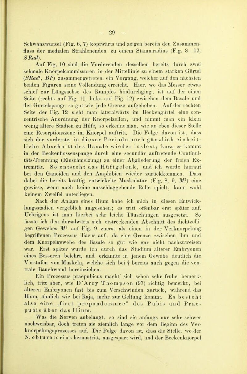 SchwanzAvurzel (Fig. 6, 7) kopfwärts und zeigen bereits den Zusammen- fluss der medialen Strahlenenden zu einem Stammradius (Fig. 8—12, SEad). Auf Fig. 10 sind die Vorderenden desselben bereits durch zwei schmale Knorpelcommissuren in der Mittellinie zu einem starken Gürtel (SRad^, BP) zusammengetreten, ein Vorgang, welcher auf den nächsten beiden Figuren seine Vollendung erreicht. Hier, wo das Messer etwas schief zur Längsachse des Rvimpfes hindurchging, ist auf der einen Seite (rechts auf Fig. 11, links auf Fig. 12) zwischen dem Basale und der Gürtelspange so gut wie jede Grenze aufgehoben. Auf der rechten Seite der Fig. 12 sieht man lateralwärts im Beckengürtel eine con- centrische Anordnung der Knorpelzellen, und nimmt man ein klein wenig ältere Stadien zu Hilfe, so erkennt man, wie an eben dieser Stelle eine Resorptionszone im Knorpel auftritt. Die Folge davon ist, dass sich der vorderste, in dieser Periode noch gänzlich einheit- liche Abschnitt des Basale wieder loslöst; kurz, es kommt in der Beckenflossenspange durch eine secundär auftretende Continui- täts-Trennung (Einschmelzung) zu einer Abgliederung der freien Ex- tremität. So entsteht das Hüftgelenk, und ich werde hierauf bei den Ganoiden und den Amphibien wieder zurückkommen. Dass dabei die bereits kräftig entwickelte Muskulatur (Fig. 8, 9, M'^) eine gewisse, wenn auch keine ausschlaggebende Rolle spielt, kann wohl keinem Zweifel unterliegen. Nach der Anlage eines Ilium habe ich mich in diesen Entwick- lungsstadien vergeblich umgesehen; es tritt offenbar erst später auf, Uebrigens ist man hierbei sehr leicht Täuschungen ausgesetzt. So fasste ich den dorsalwärts sich erstreckenden Abschnitt des dichtzelli- gen Gewebes auf Fig. 9 zuerst als einen in der Verknorpelung begriffenen Processus iliacus auf, da eine Grenze zwischen ihm und dem Knorpelgewebe des Basale so gut wie gar nicht nachzuweisen war. Erst später wurde ich durch das Studium älterer Embryonen eines Besseren belehrt, und erkannte in jenem Gewebe deutlich die Vorstufen von Muskeln, welche sich bei f bereits auch gegen die ven- trale Bauchwand hereinziehen. Ein Processus praepubicus macht sich schon sehr frühe bemerk- lich, tritt aber, wie D'Arcy Thompson (97) richtig bemerkt, bei älteren Embryonen fast bis zum Verschwinden zurück, während das Ilium, ähnlich wie bei Raja, mehr zur Geltung kommt. Es besteht also eine „first preponde rance des Pubis und Prae- pubis über das Ilium. Was die Nerven anbelangt, so sind sie anfangs nur sehr schwer nachweisbar, doch treten sie ziemlich lange vor dem Beginn des Ver- knorpelungsprozesses auf. Die Folge davon ist, dass die Stelle, wo der N. obturatorius heraustritt, ausgespart wird, und der Beckenknorpel