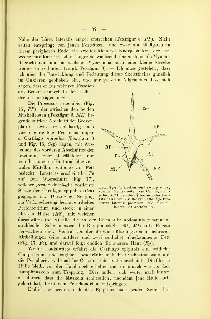 Nähe der Linea lateralis empor erstrecken (Textfigur 3, PP). Nicht selten entspringt von jenen Fortsätzen, und zwar am häufigsten an ihrem pei-ipheren Ende, ein zweiter kleinerer Knorpelzinken, der ent- weder nur kurz ist, oder, länger auswachsend, das anstossende Myomer überschreitet, um im nächsten Myocomma noch eine kleine Strecke weiter zu verlaufen (vergl. Textfigur 3). — Ich muss gestehen, dass ich über die Entwicklung und Bedeutung dieses Skelettheiles gänzlich im Unklaren geblieben bin, und nur ganz im Allgemeinen lässt sich sagen, dass er zur weiteren Fixation des Beckens innerhalb der Leibes- decken beitragen mag. Die Processus praepubici (Fig. 16, PP), der zwischen den beiden Muskelleisten (Textfigur 3, ML) lie- gende mittlere Abschnitt der Becken- platte, sowie der dolchartig nach vorne gerichtete Processus impar s. Cartilago epipubis (Textfigur 3 und Fig. 16, Cep) liegen, mit Aus- nahme des vorderen Abschnittes der letzteren, ganz oberflächlich, nur von der äusseren Haut und (der ven- tralen Mittellinie entlang) von Fett bedeckt. Letzteres erscheint bei Fe auf dem Querschnitt (Fig. 17), welcher gerade durch^die vorderste Spitze der Cartilago epipubis (Cep) gegangen ist. Diese zeigt Neigung zur Verknöcherung, besitzt ein dickes Perichondrium und steckt in einer fibrösen Hülse (Hü), mit welcher dorsalwärts (bei f) alle die in der Linea alba abdominis zusammen- strahlenden Schnenmassen der Rumpfmuskeln (M^, M'^) auf's Engste verwachsen sind. Ventral von der fibrösen Hülse liegt das in mehreren Abtheilungen (eine mittlere und zwei seitliche) abgekammerte Fett (Fig. 17, Fe), und darauf folgt endlich die äussere Haut (Ep). Weiter caudalwärts erfährt die Cartilago epipubis eine seitliche Compression, und zugleich beschränkt sich die Ossificationszone auf die Peripherie, während das Centrum rein hyalin erscheint. Die fibröse Hülle bleibt vor der Hand noch erhalten und dient nach wie vor den Rurapfmuskeln zum Ursprung. Dies ändert sich weiter nach hinten zu derart, dass die Muskeln schliesslich, nachdem jene Hülle auf- gehört hat, direct vom Perichondrium entspringen. Endlich verbreitert sich das Epipubis nach beiden Seiten hin Textfigur 3. Becken von Protopterus, von der Veiitralseite. Cep Cartilago epi- pubis, PP Praepubis, f Inconstanter Fort- satz desselben, SP Beckenplatte, Ppo Pro- cessus lateralis posterior, ML Muskel- leisten, jic Acetabulum.