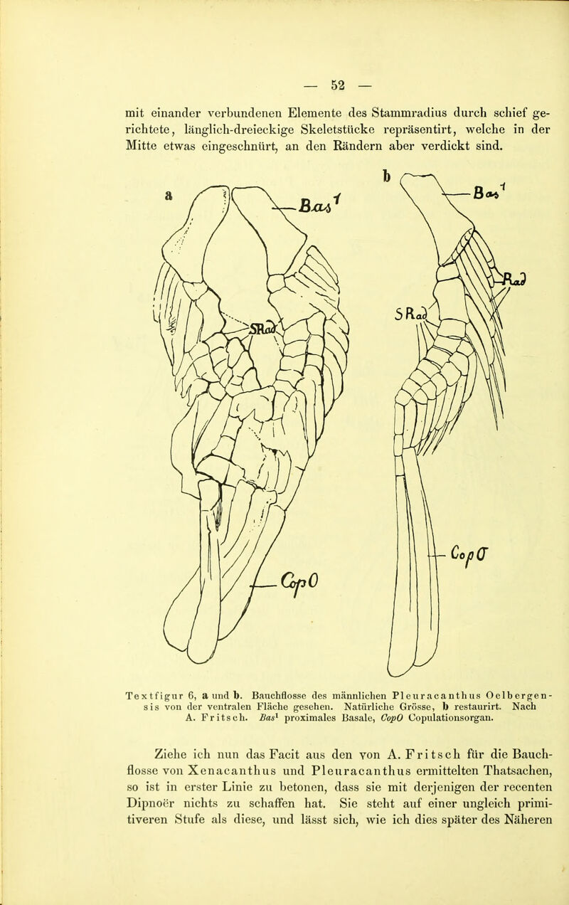 mit einander verbundenen Elemente des Stammradius durch schief ge- richtete, länglich-dreieckige Skeletstücke repräsentirt, welche in der Mitte etwas eingeschnürt, an den Rändern aber verdickt sind. Textfigur 6, a und l). Bauchflosse des männlichen Pleuracanthus Oelbergen- sis von der ventralen Fläche gesehen. Natüi-liche Grösse, b restaurirt. Nach A. Fritsch. Bas^ proximales Basale, CopO Copulationsorgan. Ziehe ich nun das Facit aus den von A. Fritsch für die Bauch- flosse von Xenacanthus und Pleuracanthus ermittelten Thatsachen, so ist in erster Linie zu betonen, dass sie mit derjenigen der recenten Dipnoer nichts zu schaffen hat. Sie steht auf einer ungleich primi- tiveren Stufe als diese, und lässt sich, wie ich dies später des Näheren