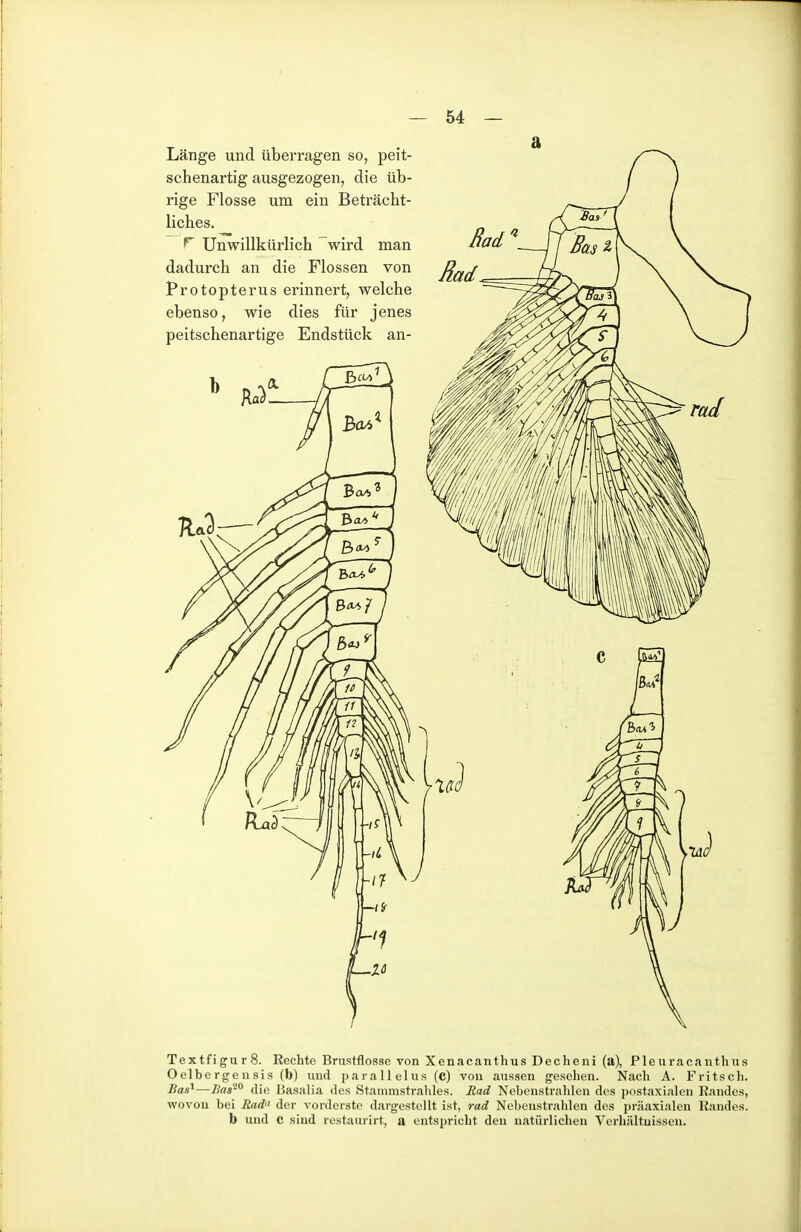 Länge und überragen so, peit- schenartig ausgezogen, die üb- rige Flosse um ein Beträcht- liches. ^ Unwillkürlich wird man dadurch an die Flossen von Protopterus erinnert, welche ebenso, wie dies für jenes peitschenartige Endstück an- ßad TextfigurS. Rechte Brustflosse von Xenacanthus Decheni (a), Pleuracanthus O elbe rge 11 si s (b) und jiarallelus (c) von aussen gesehen. Nach A. Fritsch. Bas^—Has^'> die Hasalia des Stainmstraliles. Rad Nebonstrahlen dos postaxialcn Randes, wovon bei Rad der vorderste dargestellt ist, rad Nebenstrahlen des präaxialen Randes, b und C sind restaurirt, a entspricht den natürlichen Verhältnissen.