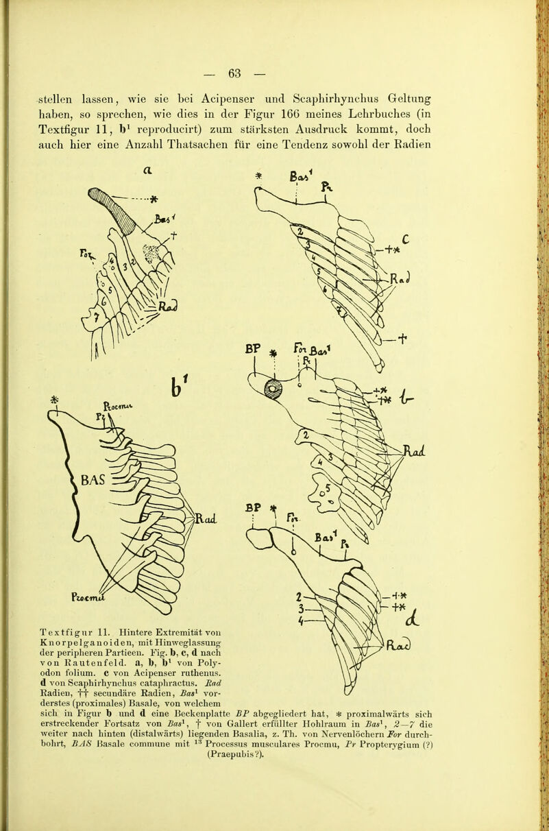 stellen lassen, wie sie bei Acipenser und Scaphirhynchus Geltung haben, so sprechen, wie dies in der Figur 166 meines Lehrbuches (in Textfigur 11, reproducirt) zum stärksten Ausdruck kommt, doch auch hier eine Anzahl Thatsachen für eine Tendenz sowohl der Eadien a * ß»6^ Textfigur 11. Hintere Extremität von Knorpelganoiden, mit Hinweglassung der periplieren Partieen. Fig. b, C, d nach von Rautenfeld, a, b, b' von Poly- odon folium. C von Acipenser ruthenus. d von Scaphirhynchus cataphractus. Mad Radien, ff secundäre Eadien, Bas^ vor- derstes (proximales) Basale, von welchem sich in Figur b und d eine Beckenplatte BP abgegliedert hat, * proximalwärts sich erstreckender Fortsatz von Bas^, f von Gallert erfüllter Hohlraum in 5««', 2—7 die weiter nach hinten (distalwärts) liegenden Basalia, z. Th. von Nervenlöchern For durch- bohrt, BAii Basale commune mit Processus musculares Proemu, Fr Propterygium (?) (PraepubisV).