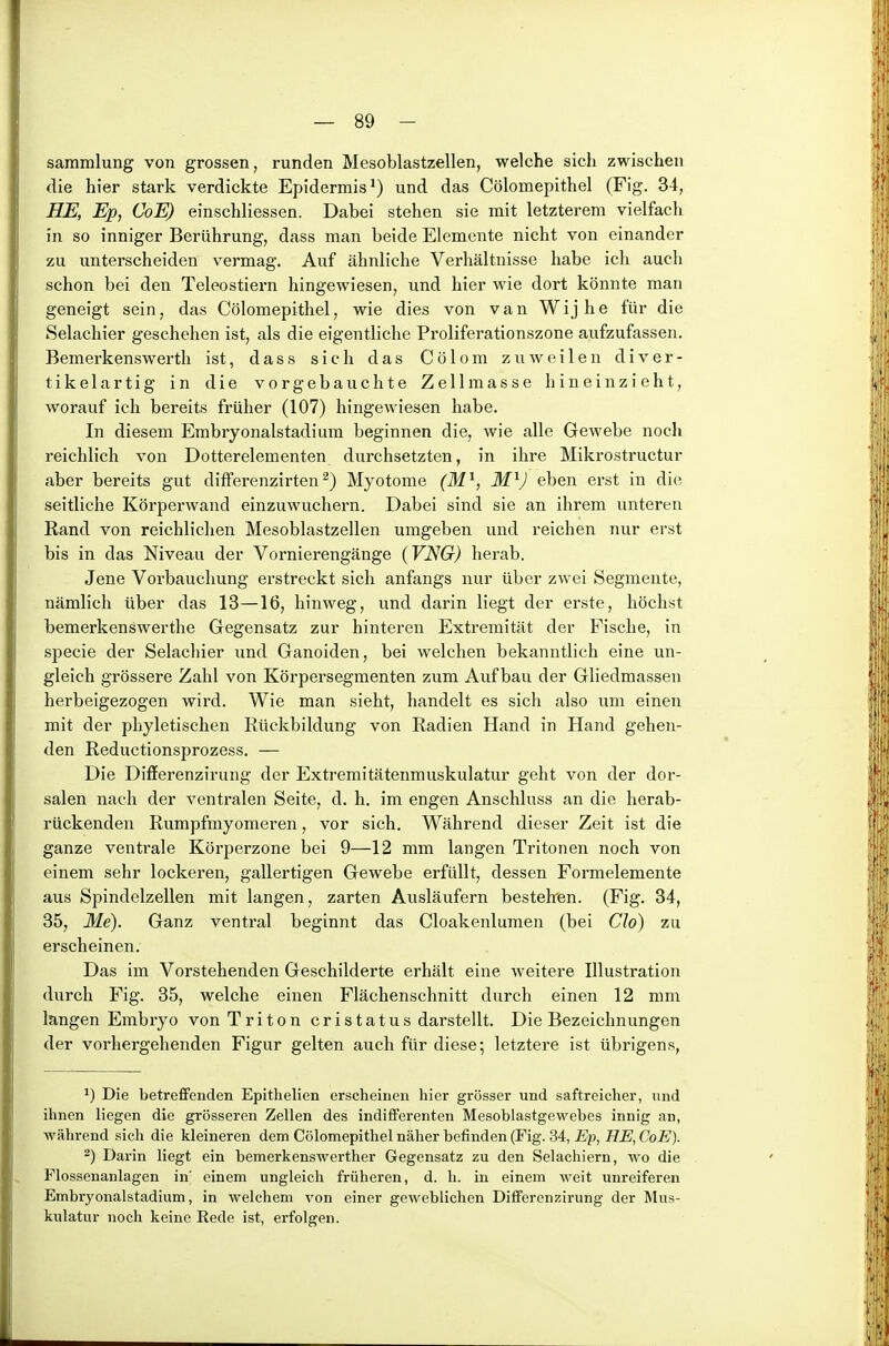 Sammlung von grossen, runden Mesoblastzellen, welche sich zwischen die hier stark verdickte Epidermis*) und das Cölomepithel (Fig. 34, HE, Ep, CoE) einschliessen. Dabei stehen sie mit letzterem vielfach in so inniger Berührung, dass man beide Elemente nicht von einander zu unterscheiden vermag. Auf ähnliche Verhältnisse habe ich auch schon bei den Teleostiern hingewiesen, und hier wie dort könnte man geneigt sein, das Cölomepithel, wie dies von van W i j h e für die Selachier geschehen ist, als die eigentliche Proliferationszone aufzufassen. Bemerkenswerth ist, dass sich das Cölom zuweilen diver- tikelartig in die vor gebauchte Zellmasse hineinzieht, worauf ich bereits früher (107) hingewiesen habe. In diesem Embryonalstadium beginnen die, wie alle Gewebe noch reichlich von Dotterelementen durchsetzten, in ihre Mikrostructur aber bereits gut differenzirten^) Myotome (M^, ilfV eben erst in die seitliche Körperwand einzuwuchern. Dabei sind sie an ihrem unteren Rand von reichlichen Mesoblastzellen umgeben und reichen nur erst bis in das Niveau der Vornierengänge (VNG) herab. Jene Vorbaucliung erstreckt sich anfangs nur über zwei Segmente, nämlich über das 13—16, hinweg, und darin liegt der erste, höchst bemerkenswerthe Gegensatz zur hinteren Extremität der Fische, in specie der Selachier und Ganoiden, bei welchen bekanntlich eine un- gleich grössere Zahl von Körpersegmenten zum Avifbau der Gliedmassen herbeigezogen wird. Wie man sieht, handelt es sich also um einen mit der phyletischen Rückbildung von Radien Hand in Hand gehen- den Reductionsprozess. — Die Differenzirung der Extremitätenmuskulatur geht von der dor- salen nach der ventralen Seite, d. h. im engen Anschluss an die herab- rückenden Rumpfmyomeren, vor sich. Während dieser Zeit ist die ganze ventrale Körperzone bei 9—12 mm langen Tritonen noch von einem sehr lockeren, gallertigen Gewebe erfüllt, dessen Formelemente aus Spindelzellen mit langen, zarten Ausläufern bestehren. (Fig. 34, 35, Me). Ganz ventral beginnt das Cloakenlumen (bei Clo) zu erscheinen. Das im Vorstehenden Geschilderte erhält eine weitere Illustration durch Fig. 35, welche einen Flächenschnitt durch einen 12 mm langen Embryo von Triton cristatus darstellt. Die Bezeichnungen der vorhergehenden Figur gelten auch für diese; letztere ist übrigens, 1) Die betrefifenden Epithelien erscheinen hier grösser und saftreicher, und ihnen liegen die grösseren Zellen des indifferenten Mesoblastgewebes innig an, AYährend sich die kleineren dem Cölomepithel näher befinden (Fig. 34, Ep, HE, CoE). 2) Darin liegt ein bemerkenswerther Gegensatz zu den Selachiern, wo die Flossenanlagen in' einem ungleich früheren, d. Ii. in einem weit unreiferen Embryonalstadium, in welchem von einer geweblichen Differenzirung der Mus- kulatur noch keine Rede ist, erfolgen.