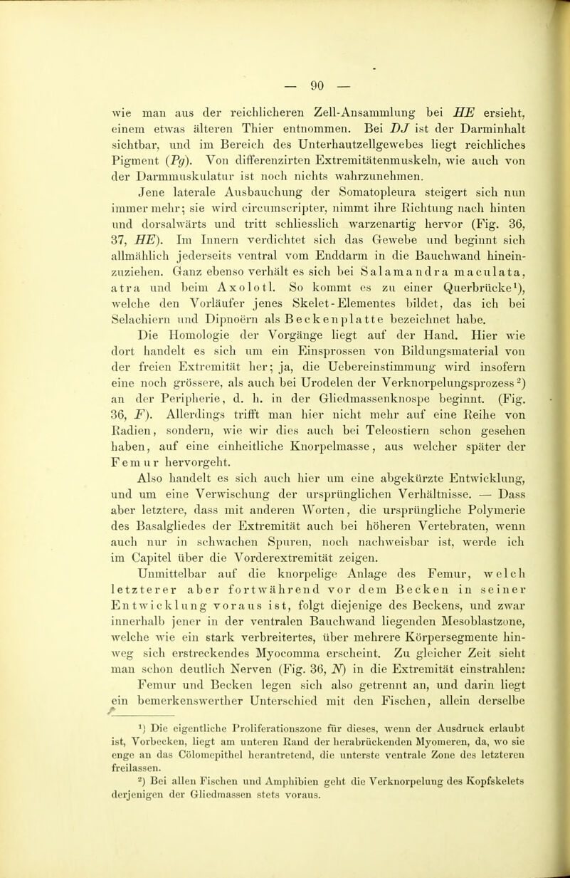 wie man aus der reichlicheren Zell-Ansammlung bei HE ersieht, einem etwas älteren Thier entnommen. Bei DJ ist der Darminhalt sichtbar, und im Bereich des Unterhautzellgewebes liegt reichliches Pigment (Pg). Von differenzirten Extremitätenmuskeln, wie auch von der Darmmuskulatur ist noch nichts wahrzunehmen. Jene laterale Ausbauchung der Somatopleiira steigert sich nun immer mehr; sie wird circumscripter, nimmt ihre Richtung nach hinten und dorsalwärts und tritt schliesslich warzenartig hervor (Fig. 36, 37, HE). Im Innern verdichtet sich das Gewebe und beginnt sich allmählich jederseits ventral vom Enddarm in die Bauchwand hinein- zuziehen. Ganz ebenso verhält es sich bei Salamandra maculata, atra und beim Axolotl. So kommt es zu einer Q.uerbrücke welche den Vorläufer jenes Skelet-Elementes bildet, das ich bei Selachiern und Dipnoern als B e c k e n p 1 a 11 e bezeichnet habe. Die Homologie der Vorgänge liegt auf der Hand. Hier wie dort handelt es sich um ein Einsprossen von Bildungsmaterial von der freien Extremität her; ja, die Uebereiustimraung wird insofern eine noch grössere, als auch bei Urodelen der Verknorpelungsprozess ^) an der Peripherie, d. h. in der Gliedmassenknospe beginnt. (Fig. 36, F). Allerdings trifft man hier nicht mehr auf eine Reihe von Radien, sondern, wie wir dies auch bei Teleostiern schon gesehen haben, auf eine einheitliche Knorpelmasse, aus welcher später der F e m u r hervorgeht. Also handelt es sich auch hier um eine abgekürzte Entwicklung, und um eine Verwischung der ursprünglichen Verhältnisse. — Dass aber letztere, dass mit anderen Worten, die ursprüngliche Polymerie des Basalgliedes der Extremität auch bei höheren Vertebraten, wenn auch nur in schwachen Spuren, noch nachweisbar ist, werde ich im Capitel über die Vorderextremität zeigen. Unmittelbar auf die knorpelige Anlage des Femur, Avelch letzterer aber fortwährend vor dem Becken in seiner Entwicklung voraus ist, folgt diejenige des Beckens, und zwar innerhalb jener in der ventralen Bauchwand liegenden Mesoblastzone, welche wie ein stark verbreitertes, über mehrere Körpersegmente hin- weg sich erstreckendes Myocomma erscheint. Zu gleicher Zeit sieht man schon deutlich Nerven (Fig. 36, N) in die Extremität einstrahlen: Femur und Becken legen sich also getrennt an, und darin liegt ein bemerkenswerther Unterschied mit den Fischen, allein derselbe t 1) Die eigentliche Proliferatioiiszone für dieses, wenn der Ausdrucli erlaubt ist, Vorbecken, liegt am unteren Rand der herabrückenden Myomeren, da, wo sie enge an das Cölomepithel herantretend, die unterste ventrale Zone des letzteren freilassen. Bei allen Fischen und Amphibien geht die Verknorpelung des Kopfskelets derjenigen der Gliedmassen stets voraus.