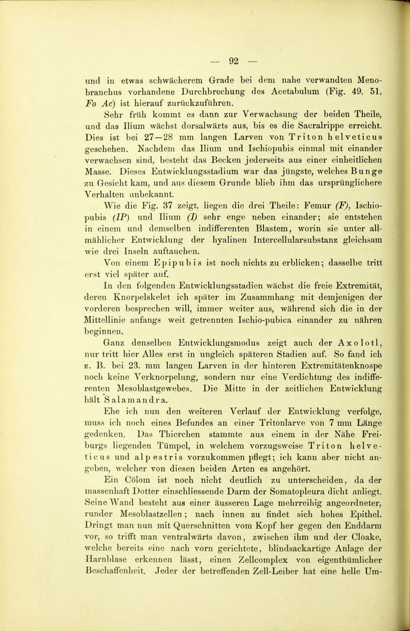 und in etwas schwächerem Grrade bei dem nahe verwandten Meno- branchus vorhandene Durchbrechung des Acetabulum (Fig. 49. 51, Fo Ac) ist hierauf zurückzuführen. Sehr früh kommt es dann zur Verwachsung der beiden Theile, und das Ilium wächst dorsalwärts aus, bis es die Sacralrippe erreicht. Dies ist bei 27—28 mm langen Larven von Triton helveticua geschehen. Nachdem das Ilium und Ischiopubis einmal mit einander verwachsen sind, besteht das Becken jederseits aus einer einheitlichen Masse. Dieses Entvvicklungsstadium war das jüngste, welches Bunge zu Gesicht kam, und aus diesem Grunde blieb ihm das ursprünglichere Verhalten anbekannt. Wie die Fig. 37 zeigt, liegen die drei Theile: Femur (F), Ischio- pubis (IP) und Ilium (1) sehr enge neben einander; sie entstehen in einem und demselben indifferenten Blastem, worin sie unter all- mählicher Entwicklung der hyalinen Intercellularsubstanz gleichsam wie drei Inseln auftauchen. Von einem Epipubis ist noch nichts zu erblicken-, dasselbe tritt erst viel später auf. In den folgenden Entwicklungsstadien wächst die freie Extremität, deren Knorpelskelet ich später im Zusammhang mit demjenigen der vorderen besprechen will, immer weiter aus, während sich die in der Mittellinie anfangs weit getrennten Ischio-pubica einander zu nähren beginnen. Ganz denselben Entwicklungsmodus zeigt auch der A x o 1 o 11, nur tritt hier Alles erst in ungleich späteren Stadien auf. So fand ich z. B. bei 23. mm langen Larven in der hinteren Extremitätenknospe noch keine Verknorpelung, sondern nur eine Verdichtung des indiffe- renten Mesoblastgewebes. Die Mitte in der zeitlichen Entwicklung hält Salamandra. Ehe ich nun den weiteren Verlauf der Entwicklung verfolge, muss ich noch eines Befundes an einer Tritonlarve von 7 mm Länge gedenken. Das Thierchen stammte aus einem in der Nähe Frei- burgs liegenden Tümpel, in welchem vorzugsweise Triton helve- ticus und alpestris vorzukommen pflegt; ich kann aber nicht an- geben, welcher von diesen beiden Arten es angehört. Ein Cölom ist noch nicht deutlich zu unterscheiden, da der massenhaft Dotter einschliessende Darm der Somatopleura dicht anliegt. Seine Wand besteht aus einer äusseren Lage mehrreihig angeordneter, runder Mesoblastzellen; nach innen zu findet sich hohes Epithel. Dringt man nun mit Querschnitten vom Kopf her gegen den Enddarm vor, so trifft man ventralwärts davon, zwischen ihm und der Cloake, welche bereits eine nach vorn gerichtete, blindsackartige Anlage der Harnblase erkennen lässt, einen Zellcoraplex von eigenthümlicher Beschaffenheit. Jeder der betreffenden Zell-Leiber hat eine helle Um-