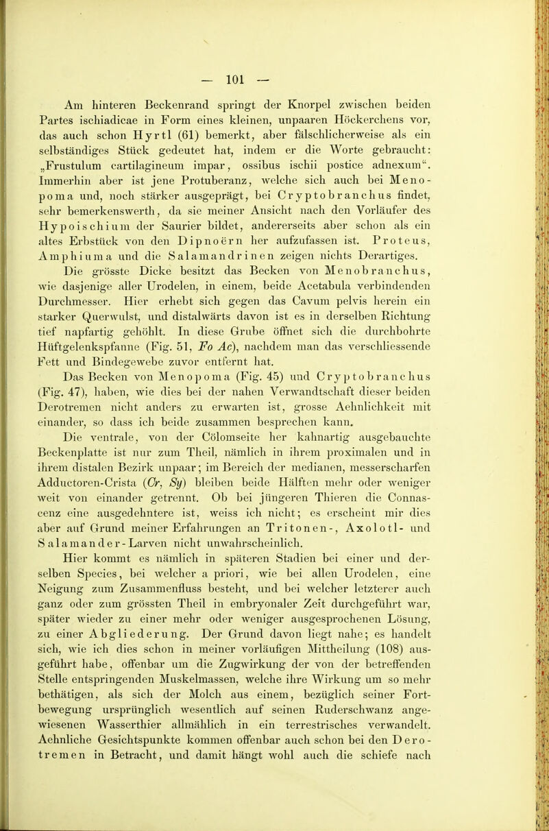 Am hinteren Beckenrand springt der Knorpel zwischen beiden Partes ischiadicae in Form eines kleinen, unpaaren Höckerchens vor, das auch schon Hyrtl (61) bemerkt, aber fälschlicherweise als ein selbständiges Stück gedeutet hat, indem er die Worte gebraucht: „Frustulum cartilagineum impar, ossibus ischii postice adnexum. Immerhin aber ist jene Protuberanz, welche sich auch bei Meno- poma und, noch stärker ausgeprägt, bei Cryptobranchus findet, sehr bemerkenswerth, da sie meiner Ansicht nach den Vorläufer des Hypoischium der Saurier bildet, andererseits aber schon als ein altes Erbstück von den Dipnoern her aufzufassen ist. Proteus, Amphiuma und die Salamandrinen zeigen nichts Derartiges. Die grösste Dicke besitzt das Becken von Menobranchus, wie dasjenige aller Urodelen, in einem, beide Acetabula verbindenden Durchmesser. Hier erhebt sich gegen das Cavum pelvis herein ein starker Querwulst, und distalwärts davon ist es in derselben Richtung tief napfartig gehöhlt. In diese Grube öffnet sich die durchbohrte Hüftgelenkspfanne (Fig. 51, Fo Ac), nachdem man das verschliessende Fett und Bindegewebe zuvor entfernt hat. Das Becken von Menopoma (Fig. 45) und Cryptobranchus (Fig. 47), haben, wie dies bei der nahen Verwandtschaft dieser beiden Derotremen nicht anders zu erwarten ist, grosse Aehnlichkeit mit einander, so dass ich beide zusammen besprechen kann. Die ventrale, von der Cölomseite her kahnartig ausgebauchte Beckenplatte ist nur zum Theil, nämlich in ihrem proximalen und in ihrem distalen Bezirk unpaar; im Bereich der medianen, messerscharfen Adductoren-Crista (ö, Sy) bleiben beide Hälften mehr oder weniger weit von einander getrennt. Ob bei jüngeren Thieren die Connas- cenz eine ausgedehntere ist, weiss ich nicht; es erscheint mir dies aber auf Grund meiner Erfahrungen an Tritonen-, Axolotl- und Salamander -Larven nicht unwahrscheinlich. Hier kommt es nämlich in späteren Stadien bei einer und der- selben Speeles, bei welcher a priori, wie bei allen Urodelen, eine Neigung zum Zusammenfluss besteht, und bei welcher letzterer auch ganz oder zum grössten Theil in embryonaler Zeit durchgeführt war, später wieder zu einer mehr oder weniger ausgesprochenen Lösung, zu einer Abgli ederu ng. Der Grund davon liegt nahe; es handelt sich, wie ich dies schon in meiner vorläufigen Mittheilung (108) aus- geführt habe, offenbar um die Zugwirkung der von der betreffenden Stelle entspringenden Muskelmassen, welche ihre Wirkung um so mehr bethätigen, als sich der Molch aus einem, bezüglich seiner Fort- bewegung ursprünglich wesentlich auf seinen Ruderschwanz ange- wiesenen Wasserthier allmählich in ein terrestrisches verwandelt. Aehnliche Gesichtspunkte kommen offenbar auch schon bei den Dero- tremen in Betracht, und damit hängt wohl auch die schiefe nach
