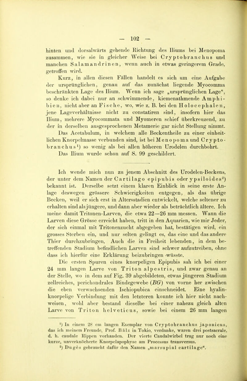 hinten nnd dorsalwärts gehende Richtung des Iliums bei Menopoma zusammen, wie sie in gleicher Weise bei Gryptobranchus und manchen Salamandr in en, wenn auch in etwas geringerem Grade, getroffen wird. Kurz, in allen diesen Fällen handelt es sich um eine Aufgabe der ursprünglichen, genau auf das zunächst liegende Myocomma beschränkten Lage des Ilium. Wenn ich sage „ursprünglichen Lage, so denke ich dabei nur an schwimmende, kiemenathmende Amphi- bien, nicht aber an Fische, wo, wie z. B. bei den Holocephalen, jene Lageverhältnisse nicht zu constatiren sind, insofern hier das Ilium, mehrere Myocommata und Myomeren schief überkreuzend, zu der in derselben ausgesprochenen Metamerie gar nicht Stellung nimmt. Das Acetabulum, in welchem alle Beckentheile zu einer einheit- lichen Knorpelmasse verbunden sind, ist bei Menopoma und C r y p t o - branchus^) so wenig als bei allen höheren Urodelen durchbohrt. Das Ilium wurde schon auf S. 99 geschildert. Ich wende mich nun zu jenem Abschnitt des Urodelen-Beckens, der unter dem Namen der Gar ti lago epipubis oder y psiloides^) bekannt ist. Derselbe setzt einem klaren Einblick in seine erste An- lage deswegen grössere Schwierigkeiten entgegen, als das übrige Becken, weil er sich erst in Altersstadien entwickelt, welche seltener zu erhalten sind als jüngere, und dann aber wieder als beträchtlich ältere. Ich meine damit Tritonen-Larven, die etwa 22—26 mm messen. Wann die Larven diese Grösse erreicht haben, tritt in den Aquarien, Avie mir Jeder, der sich einmal mit Tritonenzucht abgegeben hat, bestätigen wird, ein grosses Sterben ein, und nur selten gelingt es, das eine und das andere Thier durchzubringen. Auch die in Freiheit lebenden, in dem be- treffenden Stadium befindlichen Larven sind schwer aufzutreiben, ohne dass ich hierfür eine Erklärung beizubringen wüsste. Die ersten Spuren eines knorpeligen Epipubis sah ich bei einer 24 mm langen Larve von Triton alpestris, und zwar genau an der Stelle, wo in dem auf Fig. 39 abgebildeten, etwas jüngeren Stadium zellreiches, perichondrales Bindegewebe (BG) von vorne her zwischen die eben verwachsenden Ischiopubica einschneidet. Eine hyalin- knorpelige Verbindung mit den letzteren konnte ich hier nicht nach- weisen , wohl aber bestand dieselbe bei einer nahezu gleich alten Larve von Triton helveticus, sowie bei einem 26 mm langen ^) In oinotn 28 cm langen Exemplar von Cryptobranchus japouicus, das icli meinem Freunde, Prof. Bälz in Tokio, verdanke, waren drei postsacrale, d. h. caudale Eippen vorhanden. Der vierte Caudalwirbel trug nur noch eine kurze, unverknöchorte Knorpelapophyse am Processus transversus. Dug6s gebraucht dafür den Namen „marsupial cartilage.