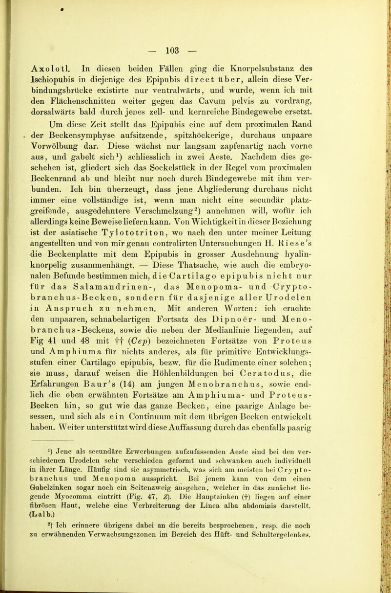 Axolotl, In diesen beiden Fällen ging die Knorpelsubstanz des Ischiopubis in diejenige des Epipubis direct über, allein diese Ver- bindungsbrücke existirte nur ventrahvärts, und wurde, wenn ich mit den Flächenschnitten weiter gegen das Cavum pelvis zu vordrang, dorsalwärts bald durch jenes zell- und kernreiche Bindegewebe ersetzt. Um diese Zeit stellt das Epipubis eine auf dem proximalen Rand , der Beckensymphyse aufsitzende, spitzhöckerige, durchaus unpaare Vorwölbung dar. Diese wächst nur langsam zapfenartig nach vorne aus, und gabelt sich^) schliesslich in zwei Aeste. Nachdem dies ge- schehen ist, gliedert sich das Sockelstück in der Regel vom proximalen Beckenrand ab und bleibt nur noch durch Bindegewebe mit ihm ver- bunden. Ich bin überzeugt, dass jene Abgliederung durchaus nicht immer eine vollständige ist, wenn man nicht eine secundär platz- greifende, ausgedehntere Verschmelzung^) annehmen will, wofür ich allerdings keine Beweise liefern kann. Von Wichtigkeit in dieser Beziehung ist der asiatische Tylototriton, wo nach den unter meiner Leitung angestellten und von mir genau controlirten Untersuchungen H. R i e s e 's die Beckenplatte mit dem Epipubis in grosser Ausdehnung hyalin- knorpelig zusammenhängt. — Diese Thatsache, wie auch die embryo- nalen Befunde bestimmen mich, die Cartilago epipubisnicht nur für das Salamandrinen-, das Menopoma- und Crypto- branchus-Becken, sondern für dasjenige aller Urodelen in Anspruch zu nehmen. Mit anderen Worten: ich erachte den unpaaren, schnabelartigen Fortsatz des Dipnoer- und Meno - branchus -Beckens, sowie die neben der Medianlinie liegenden, auf Fig 41 und 48 mit ff (Cep) bezeichneten Fortsätze von Proteus und Amphiuma für nichts anderes, als für primitive Entwicklungs- stufen einer Cartilago epipubis, bezw. für die Rudimente einer solchen; sie muss, darauf weisen die Höhlenbildungen bei Ceratodus, die Erfahrungen Baur's (14) am jungen Menobranchus, sowie end- lich die oben erwähnten Fortsätze am Amphiuma- und Proteus- Becken hin, so gut wie das ganze Becken, eine paarige Anlage be- sessen, und sich als ein Continuum mit dem übrigen Becken entwickelt haben. Weiter unterstützt wird diese Auffassung durch das ebenfalls paarig 1) Jene als secundäre Erwerbungen aufzufassenden Aeste sind bei den ver- schiedenen Urodelen sehr verschieden geformt und schwanken auch individuell in ihrer Länge. Häufig sind sie asymmetrisch, was sich am meisten bei Crypto- branchus und Menopoma ausspricht. Bei jenem kann von dem einen Gabelzinken sogar noch ein Seitenzweig ausgehen, welcher in das zunächst lie- gende Myocomma eintritt (Fig. 47, Z). Die Hauptzinken (f) liegen auf einer fibrösen Haut, welche eine Verbreiterung der Linea alba abdominis darstellt. (Laib.) ^) Ich erinnere übrigens dabei an die bereits besprochenen, resp. die noch zu erwähnenden Verwachsungszonen im Bereich des Hüft- und Schultergelenkes.