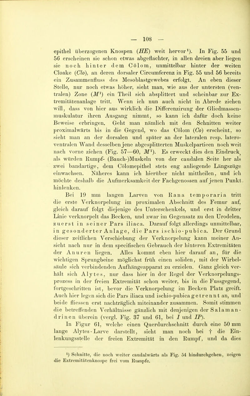 epithel überzogenen Knospen (HE) weit hervor^). In Fig. 55 und 56 erscheinen sie schon etwas abgeflachter, in allen dreien aber liegen sie noch hinter dem Cölom, unmittelbar hinter der weiten Cloake (Clo), an deren dorsaler Circumferenz in Fig. 55 und 56 bereits ein Zusammenfluss des Mesoblastgewebes erfolgt. An eben dieser Stelle, nur noch etwas höher, sieht man, wie aus der untersten (ven- tralen) Zone (M^) ein Theil sich absplittert und scheinbar zur Ex- tremitätenanlage tritt. Wenn ich nun auch nicht in Abrede ziehen will, dass von hier aus wirklich die DifFerenzirung der Gliedmassen- muskulatur ihren Ausgang nimmt, so kann ich dafür doch keine Beweise erbringen. Geht man nämlich mit den Schnitten weiter proximalwärts bis in die Gegend, wo das Cölom (Co) erscheint, so sieht man an der dorsalen und später an der lateralen resp. latero- ventralen Wand desselben jene abgesplitterten Muskelpartieen noch weit nach vorne ziehen (Fig. 57—60, M^). Es erweckt dies den Eindruck^ als würden Rumpf- (Bauch-)Muskeln von der caudalen Seite her als zwei bandartige, dem Cölomepithel stets eng anliegende Längszüge einwachsen. Näheres kann ich hierüber nicht mittheilen, und ich möchte deshalb die Aufmerksamkeit der Fachgenossen auf jenen Punkt, hinlenken. Bei 19 mm langen Larven von Rana temporaria tritt die erste Verknorpelung im proximalen Abschnitt des Femur auf, gleich darauf folgt diejenige des Unterschenkels, und erst in dritter Linie verknorpelt das Becken, und zwar im Gegensatz zu den Urodelen, zuerst in seiner Pars iliaca. Darauf folgt allerdings unmittelbar, in gesonderter Anlage, die Pars ischio-pubica. Der Grund dieser zeitlichen Verschiebung der Verknorpelung kann meiner An- sicht nach nur in dem specifischen Gebrauch der hinteren Extremitäten der Anuren liegen. Alles kommt eben hier darauf an, für die wichtigen Sprungbeine möglichst früh einen soliden, mit der Wirbel- säule sich verbindenden Aufhängeapparat zu erzielen. Ganz gleich ver- hält sich A1 y t e s , nur dass hier in der Regel der Verknorpelungs- prozess in der freien Extremität schon weiter, bis in die Fussgegend, fortgeschritten ist, bevor die Verknorpelung im Becken Platz greift. Auch hier legen sich die Pars iliaca und ischio-pubica getrennt an, und beide fliessen erst nachträglich miteinander zusammen. Somit stimmen die betreffenden Verhältnisse gänzlich mit denjenigen der Salaman- drinen überein (vergl. Fig. 37 und 61, bei I und IP). In Figur 61, welche einen Querdurchschnitt durch eine 50 mm lange Alytes-Larve darstellt, sieht man noch bei f die Ein- lenkungsstelle der freien Extremität in den Rumpf, und da dies 1) Schnitte, die noch weiter caudalwärts als Fig. 54 hindurchgehen, zeigen die Extremitätenknospe frei vom Riunpfe.