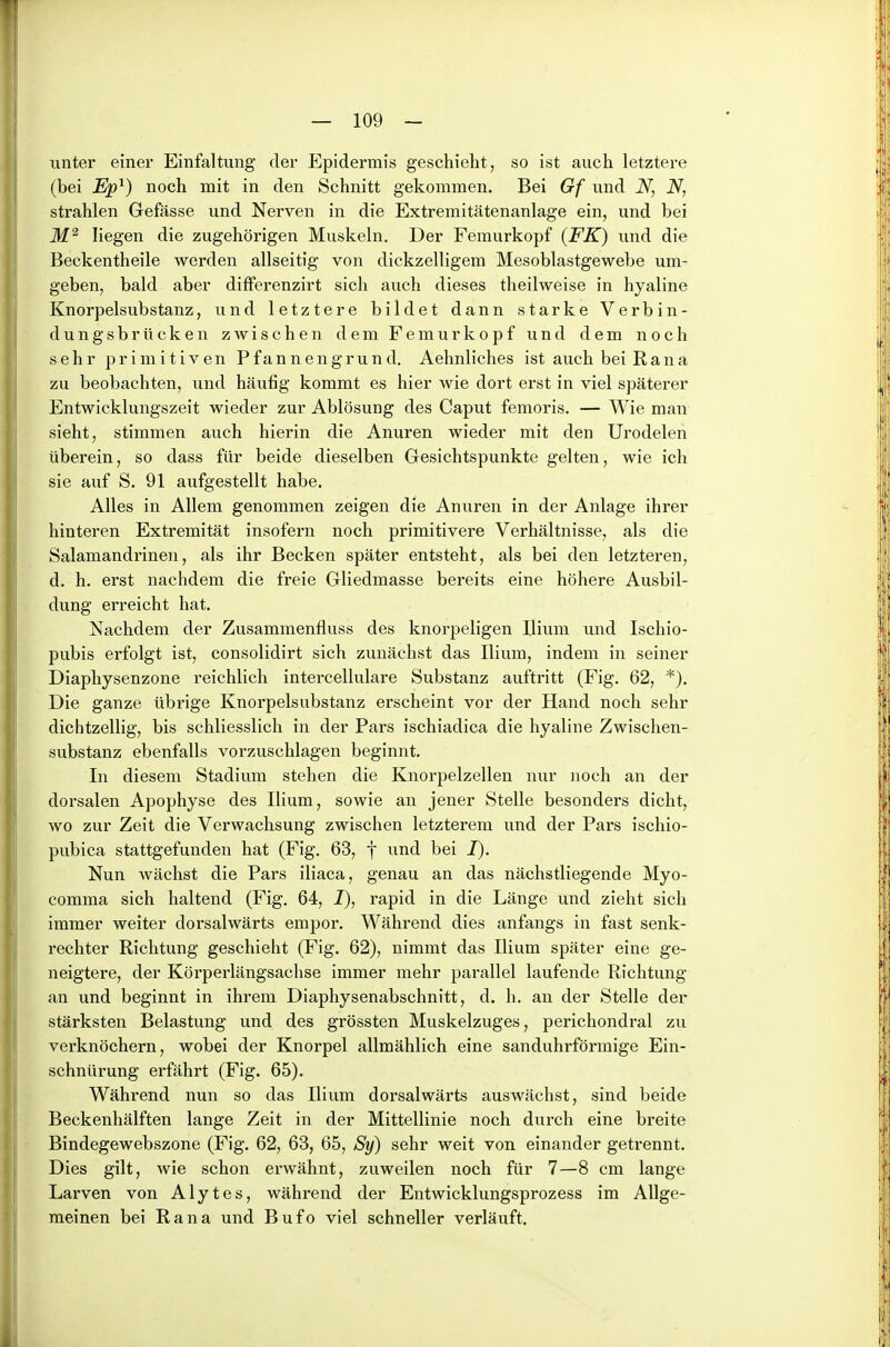 unter einer Einfaltung der Epidermis geschieht, so ist auch letztere (bei Ep^) noch mit in den Schnitt gekommen. Bei Gf und N, N, strahlen Gefässe und Nerven in die Extremitätenanlage ein, und bei liegen die zugehörigen Muskeln. Der Femurkopf (FK) und die Beckentheile werden allseitig von dickzelligem Mesoblastgewebe um- geben, bald aber differenzirt sich auch dieses theilweise in hyaline Knorpelsubstanz, und letztere bildet dann starke Verbin- dungsbrücken zwischen dem Femurkopf und dem noch sehr primitiven Pfannengrund. Aehnliches ist auch bei Rana zu beobachten, und häutig kommt es hier wie dort erst in viel späterer Entwicklungszeit wieder zur Ablösung des Caput femoris. — Wie man sieht, stimmen auch hierin die Anuren wieder mit den Urodelen überein, so dass für beide dieselben Gesichtspunkte gelten, wie ich sie auf S. 91 aufgestellt habe. Alles in Allem genommen zeigen die Anuren in der Anlage ihrer hinteren Extremität insofern noch primitivere Verhältnisse, als die Salamandrinen, als ihr Becken später entsteht, als bei den letzteren, d. h. erst nachdem die freie Gliedmasse bereits eine höhere Ausbil- dung erreicht hat. Nachdem der Zusammenfluss des knorpeligen Ilium und Ischio- pubis erfolgt ist, consolidirt sich zunächst das Ilium, indem in seiner Diaphysenzone reichlich intercellulare Substanz auftritt (Fig. 62, *). Die ganze übrige Knorpelsubstanz erscheint vor der Hand noch sehr dichtzellig, bis schliesslich in der Pars ischiadica die hyaline Zwischen- substanz ebenfalls vorzuschlagen beginnt. In diesem Stadium stehen die Knorpelzellen nur noch an der dorsalen Apophyse des Ilium, sowie an jener Stelle besonders dicht, wo zur Zeit die Verwachsung zwischen letzterem und der Pars ischio- pubica stattgefunden hat (Fig. 63, f und bei T). Nun wächst die Pars iliaca, genau an das nächstliegende Myo- comma sich haltend (Fig. 64, I), rapid in die Länge und zieht sich immer weiter dorsalwärts empor. Während dies anfangs in fast senk- rechter Richtung geschieht (Fig. 62), nimmt das Ilium später eine ge- neigtere, der Körperlängsachse immer mehr parallel laufende Richtung an und beginnt in ihrem Diaphysenabschnitt, d. h. an der Stelle der stärksten Belastung und des grössten Muskelzuges, perichondral zu verknöchern, wobei der Knorpel allmählich eine sanduhrförmige Ein- schnürung erfährt (Fig. 65). Während nun so das Ilium dorsalwärts auswächst, sind beide Beckenhälften lange Zeit in der Mittellinie noch durch eine breite Bindegewebszone (Fig. 62, 63, 65, Sy) sehr weit von einander getrennt. Dies gilt, wie schon erwähnt, zuweilen noch für 7—8 cm lange Larven von Alytes, während der Entwicklungsprozess im Allge- meinen bei R a n a und B u f o viel schneller verläuft.