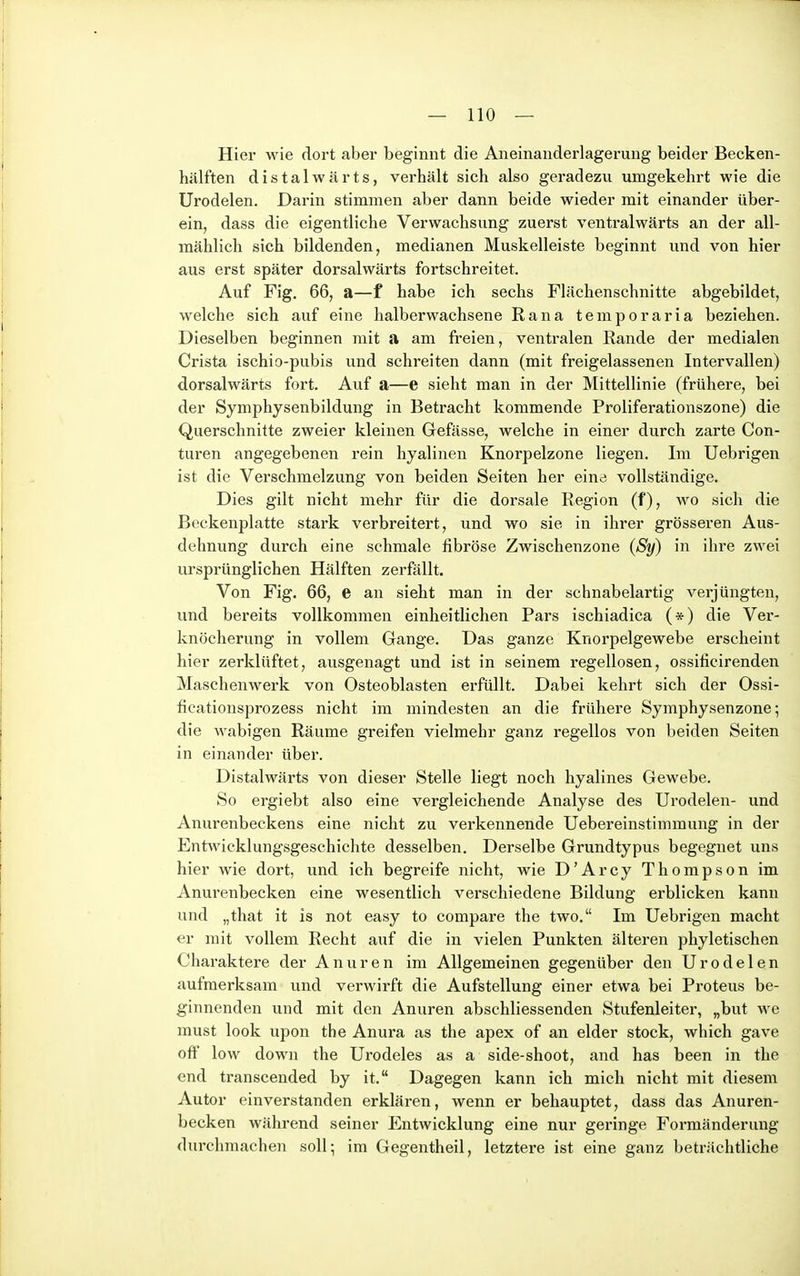 Hier wie dort aber beginnt die Aneinanderlagerung beider Becken- hälften distalwärts, verhält sich also geradezu umgekehrt wie die Urodelen. Darin stimmen aber dann beide wieder mit einander über- ein, dass die eigentliche Verwachsung zuerst ventralwärts an der all- mählich sich bildenden, medianen Muskelleiste beginnt und von hier aus erst später dorsalwärts fortschreitet. Auf Fig. 66, a—f habe ich sechs Flächenschnitte abgebildet, welche sich auf eine halberwachsene Rana temporaria beziehen. Dieselben beginnen mit a am freien, ventralen Rande der medialen Crista ischio-pubis und schreiten dann (mit freigelassenen Intervallen) dorsalwärts fort. Auf a—e sieht man in der MittelUnie (frühere, bei der Symphysenbildung in Betracht kommende Proliferationszone) die Querschnitte zweier kleinen Gefässe, welche in einer durch zarte Con- turen angegebenen rein hyalinen Knorpelzone liegen. Im Uebrigen ist die Verschmelzung von beiden Seiten her eine vollständige. Dies gilt nicht mehr für die dorsale Region (f), wo sich die Beckenplatte stark verbreitert, und wo sie in ihrer grösseren Aus- dehnung durch eine schmale fibröse Zwischenzone (Sy) in ihre zwei ursprünglichen Hälften zerfällt. Von Fig. 66, e an sieht man in der schnabelartig verjüngten, und bereits vollkommen einheitlichen Pars ischiadica (*) die Ver- knöcherung in vollem Gange. Das ganze Knorpelgewebe erscheint hier zerklüftet, ausgenagt und ist in seinem regellosen, ossificirenden Maschenwerk von Osteoblasten erfüllt. Dabei kehrt sich der Ossi- ficationsprozess nicht im mindesten an die frühere Symphysenzone; die wabigen Räume greifen vielmehr ganz regellos von beiden Seiten in einander über. Distalwärts von dieser Stelle liegt noch hyalines Gewebe. So ergiebt also eine vergleichende Analyse des Urodelen- und Anurenbeckens eine nicht zu verkennende Uebereinstimmung in der Entwicklungsgeschichte desselben. Derselbe Grundtypus begegnet uns hier wie dort, und ich begreife nicht, wie D'Arcy Thompson im Anurenbecken eine wesentlich verschiedene Bildung erblicken kann und „that it is not easy to compare the two. Im Uebrigen macht er mit vollem Recht auf die in vielen Punkten älteren phyletischen Charaktere der Anuren im Allgemeinen gegenüber den Urodelen aufmerksam und verwirft die Aufstellung einer etwa bei Proteus be- ginnenden und mit den Anuren abschliessenden Stufenleiter, „but m c must look upon the Anura as the apex of an eider stock, which gave off low down the Urodeles as a side-shoot, and has been in the end transceuded by it. Dagegen kann ich mich nicht mit diesem Autor einverstanden erklären, wenn er behauptet, dass das Anuren- becken während seiner Entwicklung eine nur geringe Formänderung durchmachen soll; im Gegentheil, letztere ist eine ganz beträchtliche