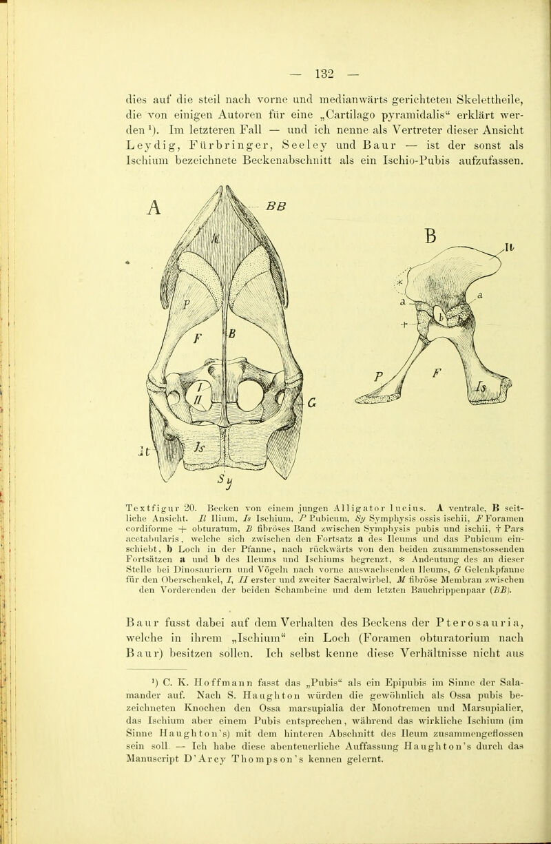 dies auf die steil nach vorne und medianwärts gerichteten Skelettheile, die von einigen Autoren für eine „Cartilago pyramidalis erklärt wer- den Im letzteren Fall — und ich nenne als Vertreter dieser Ansicht Leydig, Fürbringer, Seeley und Baur — ist der sonst als Ischium bezeichnete Beckenabsclmitt als ein Ischio-Pubis aufzufassen. Textfig'ur 20. Becken von einem jungen Allig^ator lueius. A ventrale, B seit- liche Ansicht. II Ilium, Is Ischium, /Pubicum, Symphysis ossis ischii, i^Forameu cordiforme + olituratum, B fihröses Band zwischen Sympliysis pubis und iscbii, t Pars acetabularis, welche sich zwischen den Fortsatz a des Ileuiiis und das Pubicum ein- schiebt, b Loch in der Pfanne, nach rückwärts von den beiden zusammenstossenden Fortsätzen a und b des Ileums und Ischiums begrenzt, * Andeutung- des an dieser Stelle bei Dinosauriern und Vögeln nach vorne auswachsenden Ileums, G Gelenkpfanne für den Oberschenkel, /, // erster und zweiter Sacralwirbel, M fibröse Membran zwischen den Vorderenden der beiden Schambeine und dem letzten Bauchrippenpaar (BB). Baur fusst dabei auf dem Verhalten des Beckens der Pterosauria, welche in ihrem „Ischium ein Loch (Foramen obturatorium nach Baur) besitzen sollen. Ich selbst kenne diese Verhältnisse nicht aus ') C. K. Ho ff mann fasst das „Pubis als ein Epipubis im Sinne der Sala- mander auf. Nach S. Haughton würden die gewöhnlich als Ossa pubis be- zeichneten Knochen den Ossa marsupialia der Monotrenien und Marsu})ialier, das Ischium aber einem Pubis entsprechen, während das wirkliclie Ischium (im Sinne Haughton's) mit dem hinteren Abschnitt des Ileum zusammengeflossen sein soll. — Ich habe diese abenteuerliche Auffassung Haughton's durch das Manuscript D'Arcy Thompson's kennen gelernt.