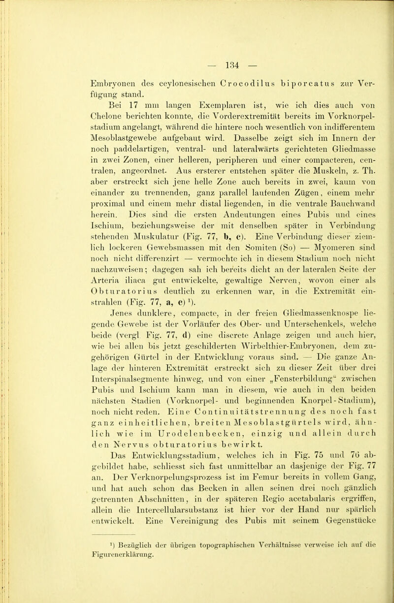 Embryonen des ceylonesischen Crocodilus biporcatus zur Ver- fügung stand. Bei 17 mm langen Exemplaren ist, wie ich dies auch von Chelone berichten konnte, die Vorderextremität bereits im Vorknorpel- stadium angelangt, während die hintere noch wesentlich von indifferentem Mesoblastgewebe aufgebaut wird. Dasselbe zeigt sich im Innern der noch paddelartigen, ventral- und lateralwärts gerichteten Gliedmasse in zwei Zonen, einer helleren, peripheren und einer compacteren, cen- tralen, angeordnet. Aus ersterer entstehen später die Muskeln, z. Th. aber erstreckt sich jene helle Zone auch bereits in zwei, kaum von einander zu trennenden, ganz parallel laufenden Zügen, einem mehr proximal und einem mehr distal liegenden, in die ventrale BauchAvand herein. Dies sind die ersten Andeutungen eines Pubis und eines Ischium, beziehungsweise der mit denselben später in Verbindung stehenden Muskulatur (Fig. 77, b, C). Eine Verbindung dieser ziem- lich lockeren Gewebsmassen mit den Somiten (So) — Myomeren sind noch nicht differenzirt — vermochte ich in diesem Stadium noch nicht nachzuweisen; dagegen sah ich bereits dicht an der lateralen Seite der Arteria iliaca gut entwickelte, gewaltige Nerven, wovon einer als Obturatorius deutlich zu erkennen war, in die Extremität ein- strahlen (Fig. 77, a, C)^). Jenes dunklere, compacte, in der freien Gliedmassenknospe lie- gende Gewebe ist der Vorläufer des Ober- und Unterschenkels, Avelche beide (vergl Fig. 77, (I) eine discrete Anlage zeigen und auch hier, wie bei allen bis jetzt geschilderten Wirbelthier-Embryonen, dem zu- gehörigen Gürtel in der Entwicklung voraus sind. — Die ganze An- lage der hinteren Extremität erstreckt sich zu dieser Zeit über drei Interspinalsegmente hinweg, und von einer „Fensterbildung' zwischen Pubis und Ischium kann man in diesem, wie auch in den beiden nächsten Stadien (Vorknorpel- und beginnenden Knorpel-Stadium), noch nicht reden. Eine Continuitätstrennung des noch fast ganz einheitlichen, b r e i t e n M e s o b 1 a s t g ü r t e 1 s w i r d, ähn- lich wie im Ur ode 1 enb ecken, einzig und allein durch den Nervus obturatorius bewirkt. Das Entwicklungsstadium, welches ich in Fig. 75 und 7G ab- gebildet habe, schliesst sich ffxst unmittelbar an dasjenige der Fig. 77 an. Der Verknorpelungsprozess ist im Femur bereits in vollem Gang, und hat auch schon das Becken in allen seinen drei noch gänzlich getrennten Absclmitten, in der späteren Regio acetabularis ergriffen, allein die Intercellularsubstanz ist hier vor der Hand nur spärlicli entwickelt. Eine Vereinigung des Pubis mit seinem Gegenstücke ') Bezüglich der übrigen topographischen Verhältnisse verweise ich auf die Figurencrklärung.