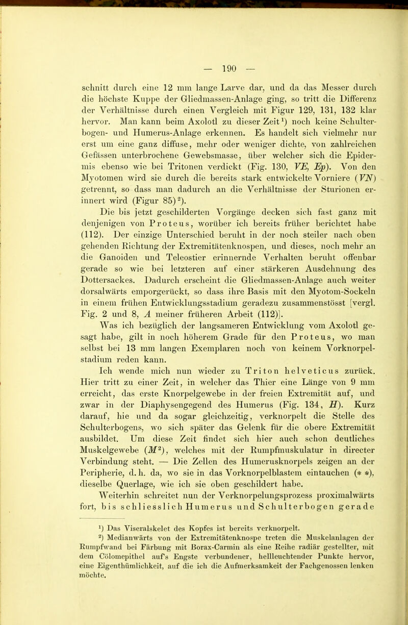 schnitt durch eine 12 mm lange Larve dar, und da das Messer durch die höchste Kuppe der Gliedmassen-Anlage ging, so tritt die Differenz der Verhältnisse durch einen Vergleich mit Figur 129, 131, 132 klar hervor. Man kann beim Axolotl zu dieser Zeit ^) noch keine Schulter- bogen- und Humerus-Anlage erkennen. Es handelt sich vielmehr nur erst um eine ganz diffuse, mehr oder weniger dichte, von zahlreichen Gefässen unterbrochene Gewebsmasse, über welcher sich die Epider- mis ebenso wie bei Tritonen verdickt (Fig. 130, VE, Ep). Von den Myotomen wird sie durch die bereits stark entwickelte Vorniere (VN) getrennt, so dass man dadurch an die Verhältnisse der Sturionen er- innert wird (Figur 85)^). Die bis jetzt geschilderten Vorgänge decken sich fast ganz mit denjenigen von Proteus, worüber ich bereits früher berichtet habe (112). Der einzige Unterschied beruht in der noch steiler nach oben gehenden Richtung der Extremitätenknospen, und dieses, noch mehr an die Ganoiden und Teleostier erinnernde Verhalten beruht offenbar gerade so wie bei letzteren auf einer stärkeren Ausdehnung des Dottei'sackes. Dadurch erscheint die Gliedmassen-Anlage auch weiter dorsalwärts emporgerückt, so dass ihre Basis mit den Myotom-Sockeln in einem frühen Entwicklungsstadium geradezu zusammenstösst [vergl. Fig. 2 und 8, Ä meiner früheren Arbeit (112)]. Was ich bezüglich der langsameren Entwicklung vom Axolotl ge- sagt habe, gilt in noch höherem Grade für den Proteus, wo man selbst bei 13 mm langen Exemplaren noch von keinem Vorknorpel- stadium reden kann. Ich wende mich nun wieder zu Triton helveticus zurück. Hier tritt zu einer Zeit, in welcher das Thier eine Länge von 9 mm erreicht, das erste Knorpelgewebe in der freien Extremität auf, und zwar in der Diaphysengegend des Humerus (Fig. 134, H). Kurz darauf, hie und da sogar gleichzeitig, verknorpelt die Stelle des Schulterbogens, wo sich später das Gelenk für die obere Extremität ausbildet. Um diese Zeit findet sich hier auch schon deutliches Muskelgewebe (M^), welches mit der Rumpfmuskulatur in directer Verbindung steht. — Die Zellen des Humerusknorpels zeigen an der Peripherie, d. h. da, wo sie in das Vorknorpelblastem eintauchen (* *), dieselbe Querlage, wie ich sie oben geschildert habe. Weiterhin schreitet nun der Verknorpelungsprozess proximalwärts fort, bis schliesslich Humerus und Schulter bogen gerade ^) Das Viseralskelet des Kopfes ist bereits verknorpelt. ^) Medianwärts von der Extremitätenknospe treten die Muskclanlagen der Rumpfwand bei Färbung mit Borax-Carmin als eine Reihe radiär gestellter, mit dem Cölomepithel aufs Engste verbundener, hellleuchtender Punkte hervor, eine Eigenthümlichkeit, auf die ich die Aufmerksamkeit der Fachgenossen lenken möchte.