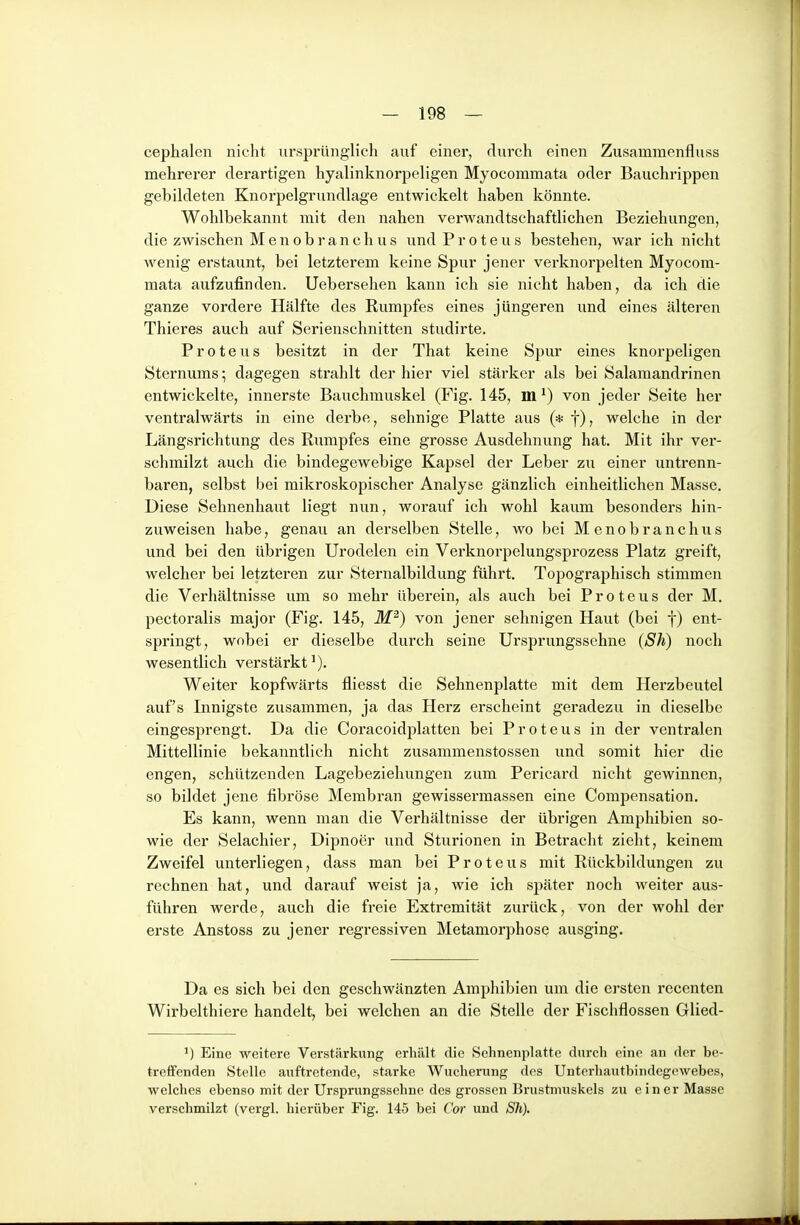 cephalen nicht ursprünglich auf einer, durch einen Zusammenfluss mehrerer derartigen hyalinknorpeligen Myocommata oder Bauchrippen gebildeten Knorpelgrundlage entwickelt haben könnte. Wohlbekannt mit den nahen verwandtschaftlichen Beziehungen, die zwischen Menobran eil US und Proteus bestehen, war ich nicht Avenig erstaunt, bei letzterem keine Spur jener verknorpelten Myocom- mata aufzufinden. Uebersehen kann ich sie nicht haben, da ich die ganze vordere Hälfte des Rumpfes eines jüngeren und eines älteren Thieres auch auf Serienschnitten studirte. Proteus besitzt in der That keine Spur eines knorpeligen Sternums; dagegen strahlt der hier viel stärker als bei Salamandrinen entwickelte, innerste Bauchmuskel (Fig. 145, m ^) von jeder Seite her ventralwärts in eine derbe, sehnige Platte aus (* f), welche in der Längsrichtung des Rumpfes eine grosse Ausdehnung hat. Mit ihr ver- schmilzt auch die bindegewebige Kapsel der Leber zu einer untrenn- baren, selbst bei mikroskopischer Analyse gänzlich einheitlichen Masse. Diese Sehnenhaut liegt nun, worauf ich wohl kaum besonders hin- zuweisen habe, genau an derselben Stelle, wo bei Menobranchus und bei den übrigen Urodelen ein Verknorpelungsprozess Platz greift, welcher bei letzteren zur Sternalbildung führt. Topographisch stimmen die Verhältnisse um so mehr überein, als auch bei Proteus der M. pectoralis major (Fig. 145, M^) von jener sehnigen Haut (bei f) ent- springt, wobei er dieselbe durch seine Ursprungssehne (Sh) noch wesentlich verstärkt'). Weiter kopfwärts fliesst die Sehnenplatte mit dem Herzbeutel auf's Innigste zusammen, ja das Herz erscheint geradezu in dieselbe eingesprengt. Da die Coracoidplatten bei Proteus in der ventralen Mittellinie bekanntlich nicht zusammenstossen und somit hier die engen, schützenden Lagebeziehungen zum Pericard nicht gewinnen, so bildet jene fibröse Membran gewissermassen eine Compensation. Es kann, wenn man die Verhältnisse der übrigen Amphibien so- wie der Selachier, Dipnoer und Sturionen in Betracht zieht, keinem Zweifel unterliegen, dass man bei Proteus mit Rückbildungen zu rechnen hat, und darauf weist ja, wie ich später noch weiter aus- führen werde, auch die freie Extremität zuinick, von der wohl der erste Anstoss zu jener regressiven Metamorphose ausging. Da es sich bei den geschwänzten Amphibien um die ersten recenten Wii'belthiere handelt, bei welchen an die Stelle der Fischflossen Glied- ^) Eine weitere Verstärkung erhält die Sehnenplatte durch eine an der be- treffenden Stolle auftretende, starke Wucherung dos Unterhautbindegowebes, welches ebenso mit der Ursprungssehnc des grossen Brustnniskcls zu einer Masse verschmilzt (vergl. hierüber Fig. 145 bei Cor und Sh),