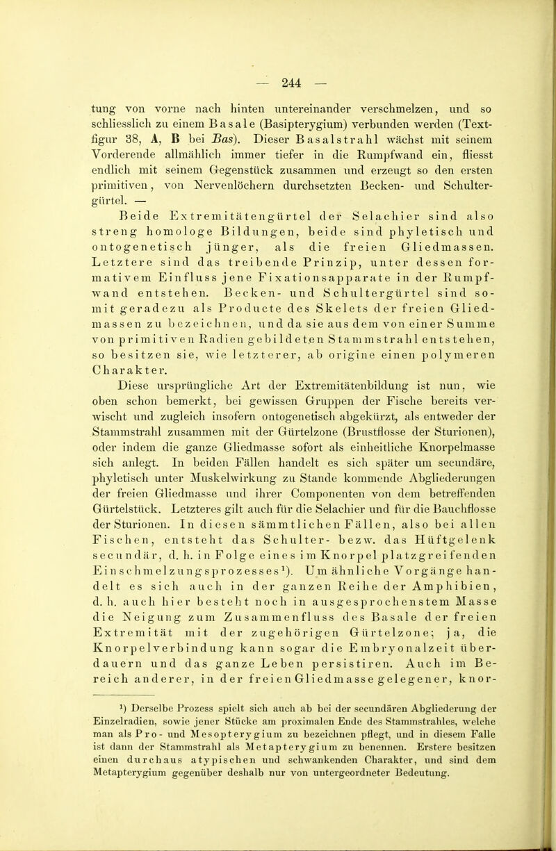 — 244 — tung von voi'ne nach hinten untereinander verschmelzen, und so schliesslich zu einem Basale (Basipterygium) verbunden werden (Text- figur 38, A, B bei Bas). Dieser Basalstrahl wächst mit seinem Vorderende allmählich immer tiefer in die Rumpfwand ein, fliesst endlich mit seinem Gregenstück zusammen ixnd erzeugt so den ersten primitiven, von Nervenlöchern durchsetzten Becken- und Schulter- gürtel. — Beide Extremitätengürtel der Selachier sind also streng homologe Bildungen, beide sind phyletisch und ontogenetisch jünger, als die freien Gliedmassen. Letztere sind das treibende Prinzip, unter dessen for- mativem Einfluss jene Fixationsapparate in der ßumpf- wand entstehen. Becken- und Schultergürtel sind so- mit geradezu als Producte des Skelets der freien Glied- mas s en zu 1) GZ e i c h n e n, u n d da sie aus dem von ein er S umm e von primitiven Radien gebildet,en Stamm strahl entstehen, so besitzen sie, Avie letzterer, ab origine einen polymeren Charakter. Diese ursprüngliche Art der Extremitätenbildung ist nun, wie oben schon bemerkt, bei gewissen Gruppen der Fische bereits ver- wischt und zugleich insofern ontogenetisch abgekürzt, als entweder der Stammstrahl zusammen mit der Gürtelzone (Brustflosse der Sturionen), oder indem die ganze Gliedmasse sofort als einheitliche Knorpelmasse sich anlegt. In beiden Fällen handelt es sich später um secundäre, phyletisch unter Muskelwirkung zu Stande kommende Abgliederungen der freien Gliedmasse und ihrer Componenten von dem betreftenden Gürtelstück. Letzteres gilt auch für die Selachier und für die Bauchflosse der Sturionen. In diesen sämmtliehen Fällen, also bei allen Fischen, entsteht das Schulter- bezw. das Hüftgelenk secundär, d. h. in Folge eines im Knorpel platzgreif enden Einschmelzungsprozesses^). Um ähnliche Vorgänge han- delt es sich auch in der ganzen Reihe der Amphibien, d. h. auch hier besteht noch in ausgesprochenstem Masse die Neigung zum Zusammenfluss des Basale der freien Extremität mit der zugehörigen Gürtelzone; ja, die Knorpelverbindung kann sogar die Embryonalzeit über- dauern und das ganze Leben persistiren. Auch im Be- reich anderer, in der frei en Gliedmasse gelegener, knor- Derselbe Prozess spielt sich auch ab bei der secundären Abgliederung der Einzelradien, sowie jener Stücke am proximalen Ende des Stammstrahles, welche man als Pro- und Mesopterygium zu bezeichnen pflegt, und in diesem Falle ist dann der Stammstrahl als Metapterygium zu benennen. Erstere besitzen einen durchaus atypischen und schwankenden Charakter, und sind dem Metapterygium gegenüber deshalb nur von untergeordneter Bedeutung.