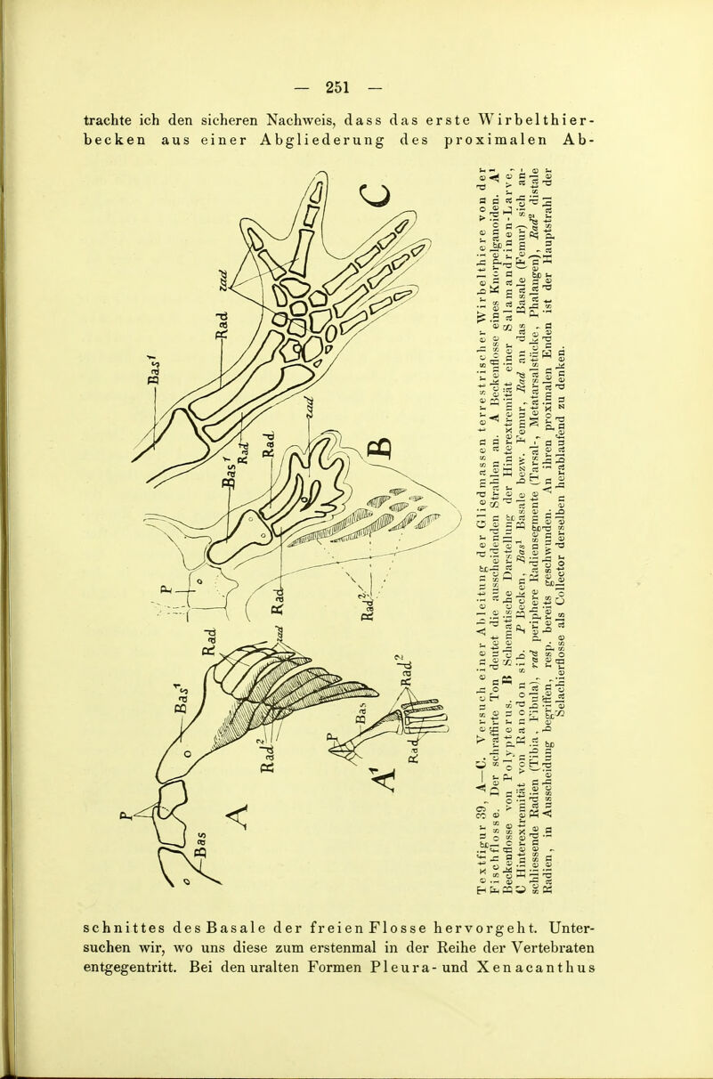 trachte ich den sicheren Nachweis, dass das erste Wirbelthier- becken aus einer Abgliederung des proximalen Ab- schnittes des Basale der freien Flosse hervorgeht. Unter- suchen wir, wo uns diese zum erstenmal in der Reihe der Vertebraten entgegentritt. Bei den uralten Formen Pleura- und Xenacanthus