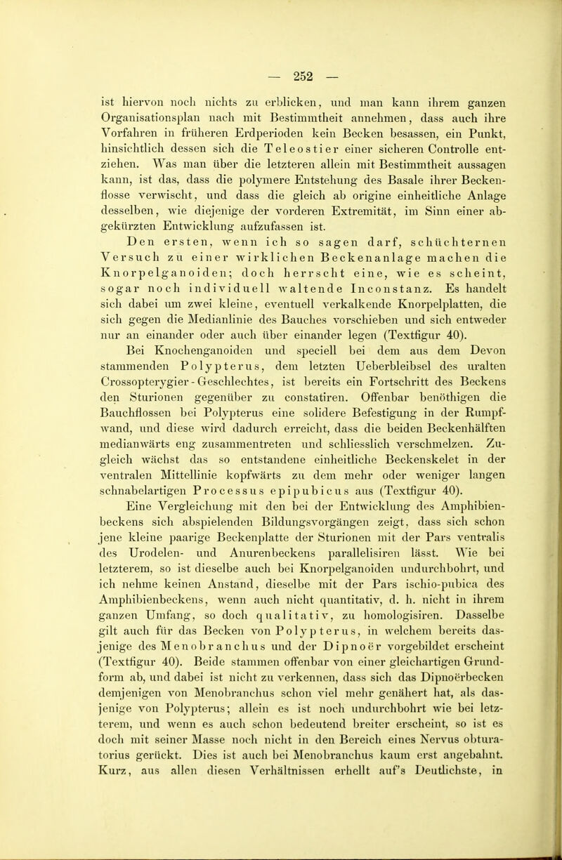 ist hiervon noch nichts zu erblicken, und man kann ihrem ganzen Organisationsplan nach mit Bestimmtheit annehmen, dass auch ihre Vorfahren in früheren Erdperioden kein Becken besassen, ein Punkt, hinsichtlich dessen sieh die Teleostier einer sicheren Controlle ent- ziehen. Was man über die letzteren allein mit Bestimmtheit aussagen kann, ist das, dass die polymere Entstehung des Basale ihrer Beckeu- flosse verwischt, und dass die gleich ab origine einheitliche Anlage desselben, wie diejenige der vorderen Extremität, im Sinn einer ab- gekürzten Entwicklung aufzufassen ist. Den ersten, wenn ich so sagen darf, schüchternen Versuch zu einer wirklichen Beckenanlage machen die Kn0r pe 1 gan 0 i den; doch herrscht eine, wie es scheint, sogar noch individuell waltende Inconstanz. Es handelt sich dabei um zwei kleine, eventuell verkalkende Knorpelplatten, die sich gegen die Medianlinie des Bauches vorschieben und sich entweder nur an einander oder auch über einander legen (Textfigur 40). Bei Knochenganoiden und speciell bei dem aus dem Devon stammenden Polypterus, dem letzten Ueberbleibsel des uralten Crossopterygier - Geschlechtes, ist bereits ein Fortschritt des Beckens den Sturionen gegenüber zu constatiren. Olfenbar benöthigen die Bauchflossen bei Polypterus eine solidere Befestigung in der Rumpf- wand, und diese wird dadurch erreicht, dass die beiden Beckenhälften medianwärts eng zusammentreten und schliesslich verschmelzen. Zu- gleich wächst das so entstandene einheitliche Beckenskelet in der ventralen Mittellinie kopfwärts zu dem mehr oder weniger langen schnabelartigen Processus epipubicus aus (Textfigur 40). Eine Vergleicliung mit den bei der Entwicklung des Amphibien- beckens sich abspielenden Bildungsvorgängen zeigt, dass sich schon jene kleine paarige Beckenplatte der Sturionen mit der Pars ventralis des Urodelen- und Anurenbeckens parallelisiren lässt. Wie bei letzterem, so ist dieselbe auch bei Knorpelganoiden undurchbohrt, und ich nehme keinen Anstand, dieselbe mit der Pars ischio-pubica des Amphibienbeckens, wenn auch nicht quantitativ, d. h. nicht in ihrem ganzen Umfong, so doch qualitativ, zu homologisiren. Dasselbe gilt auch für das Becken von Polypterus, in welchem bereits das- jenige des Menobranchus und der Dipnoer vorgebildet erscheint (Textfigur 40). Beide stammen offenbar von einer gleichartigen Grund- form ab, und dabei ist nicht zu verkennen, dass sich das Dipnoerbecken demjenigen von Menobranchus schon viel mehr genähert hat, als das- jenige von Polypterus; allein es ist noch undurchbohrt wie bei letz- terem, und wenn es auch schon bedeutend breiter erscheint, so ist es doch mit seiner Masse noch nicht in den Bereich eines Nervus obtura- torius gerückt. Dies ist auch bei Menobranchus kaum erst angebahnt. Kurz, aus allen diesen Verhältnissen erhellt auf's Deutlichste, in