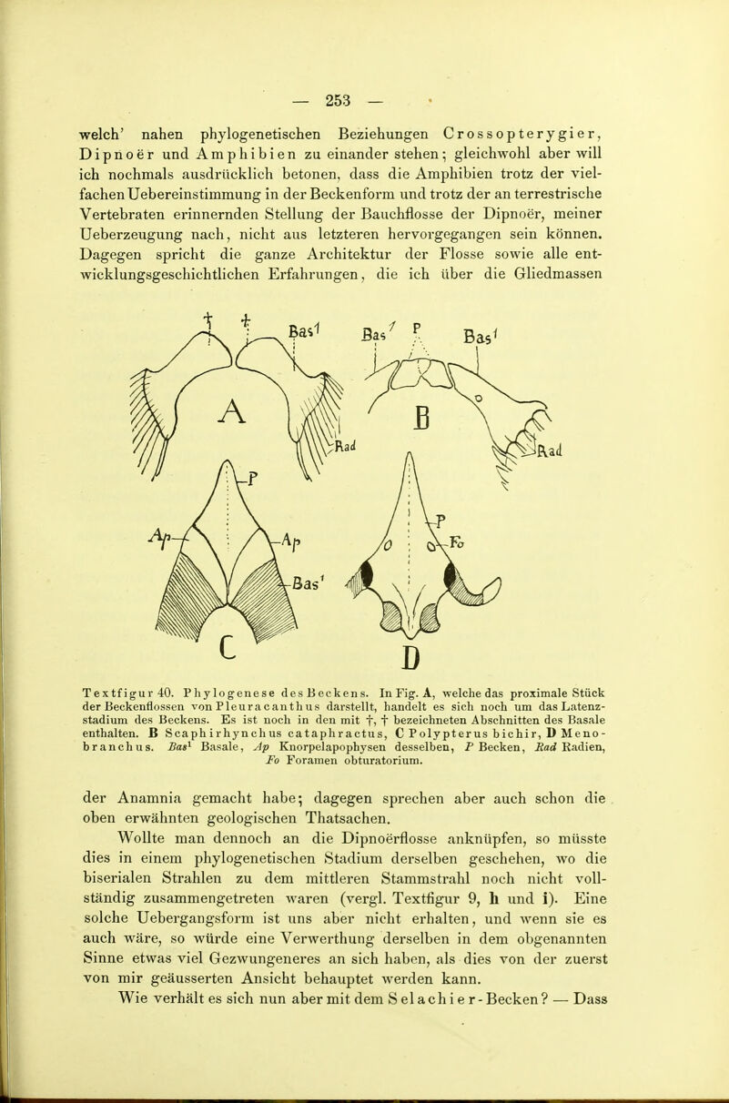 welch' nahen phylogenetischen Beziehungen Crossopterygier, Dipnoer und Amphibien zueinander stehen; gleichwohl aber will ich nochmals ausdrücklich betonen, dass die Amphibien trotz der viel- fachen Uebereinstimmung in der Beckenform und trotz der an terrestrische Vertebraten erinnernden Stellung der Bauchflosse der Dipnoer, meiner Ueberzeugung nach, nicht aus letzteren hervorgegangen sein können. Dagegen spricht die ganze Architektur der Flosse sowie alle ent- wicklungsgeschichtlichen Erfahrungen, die ich über die Gliedmassen Textfigur 40. Phylogenese des Beckens. In Fig. A, welche das proximale Stück der Beckenflossen von Pleura canthus darstellt, handelt es sich noch um das Latenz- stadium des Beckens. Es ist noch in den mit f, f bezeichneten Abschnitten des Basale enthalten. B Scaphirhynchns cataphractus, C Polypterus bichir, D Meno- branchus. Bas^ Basale, ylp Knorpelapophysen desselben, P Becken, Äarf Kadien, Fo Foramen obturatorium. der Anamnia gemacht habe; dagegen sprechen aber auch schon die oben erwähnten geologischen Thatsachen. Wollte man dennoch an die Dipnoerflosse anknüpfen, so müsste dies in einem phylogenetischen Stadium derselben geschehen, wo die biserialen Strahlen zu dem mittleren Stammstrahl noch nicht voll- ständig zusammengetreten waren (vergl. Textfigur 9, Ii und i). Eine solche Uebergangsform ist uns aber nicht erhalten, und wenn sie es auch wäre, so würde eine Verwerthung derselben in dem obgenannten Sinne etwas viel Gezwungeneres an sich haben, als dies von der zuerst von mir geäusserten Ansicht behauptet werden kann. Wie verhält es sich nun aber mit dem S el a c h i e r - Becken ? — Dass