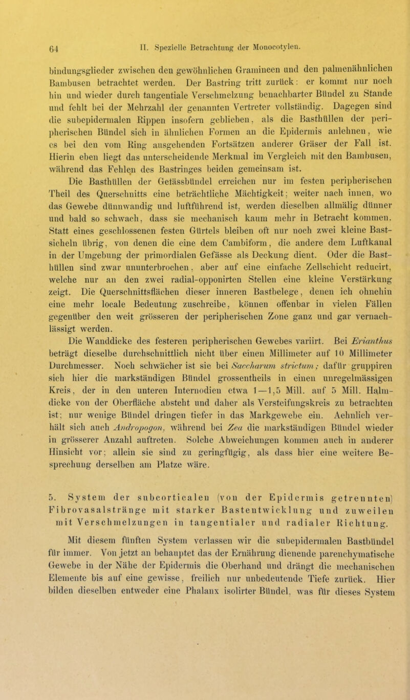 biiidungsglieder zwischen den gewöhnlichen Gramineen und den pahnenähnlichen Banibusen betrachtet werden. Der Bastring tritt zurück: er kommt nur noch hin und wieder durch tangentiale Verschmelzung benachbarter Bündel zu Stande und fehlt bei der Mehrzahl der genannten Vertreter vollständig. Dagegen sind die subepidermalen Rippen insofern geblieben, als die Basthüllen der peri- l)lierischen Bündel sich in ähnlichen Formen an die Epidermis anlehnen, wie es bei den vom Ring ausgehenden Fortsätzen anderer Gräser der Fall ist. Hierin eben liegt das unterscheidende Merkmal im Vergleich mit den Bambusen, während das Fehlen des Bastringes beiden gemeinsam ist. Die Basthüllen der Getässbündel erreichen nur im festen peripherischen Theil des Querschnitts eine beträchtliche Mächtigkeit; weiter nach innen, wo das Gewebe dünnwandig und luftführend ist, werden dieselben allmälig dünner und bald so schwach, dass sie mechanisch kaum mehr in Betracht kommen. Statt eines geschlossenen festen Gürtels bleiben oft nur noch zwei kleine Bast- sicheln übrig, von denen die eine dem Cambiform, die andere dem Luftkanal in der Umgebung der primordialen Gefässe als Deckung dient. Oder die Bast- hUllen sind zwar ununterbrochen, aber auf eine einfache Zellschicht reducirt, welche nur an den zwei radial-opponirten Stellen eine kleine Verstärkung zeigt. Die Querschnittsflächen dieser inneren Bastbelege, denen ich ohnehin eine mehr locale Bedeutung zuschreibe, können offenbar in vielen Fällen gegenüber den weit grösseren der peripherischen Zone ganz und gar vernach- lässigt werden. Die Wanddicke des festeren peripherischen Gewebes variirt. Bei Erianthus beträgt dieselbe durchschnittlich nicht über einen Millimeter auf 10 Millimeter Durchmesser. Noch schwächer ist sie bei Sacchanmi strichim; dafür gruppiren sich hier die markständigen Bündel grossentheils in einen unregelmässigen Kreis, der in den unteren Internodien etwa 1—1,5 Mill. auf 5 Mill. Halm- dicke von der Oberfläche absteht und daher als Versteifungskreis zu betrachten ist; nur wenige Bündel dringen tiefer in das Markgewebe ein. Aehnlich ver- hält sich auch Andropogon, während bei Zea die markständigen Bündel wieder in grösserer Anzahl auftreten. Solche Abweichungen kommen auch in anderer Hinsicht vor; allein sie sind zu geringfügig, als dass hier eine weitere Be- sprechung derselben am Platze wäre. 5. S^^stem der subcorticalen (von der Epidermis getrennten) Fibrovasalstränge mit starker Bastentwicklung und zuweilen mit Verschmelzungen in tangentialer und radialer Richtung. Mit diesem fünften System verlassen wir die subepidermalen Bastbündel für inmier. Von jetzt an behauptet das der Ernährung dienende parenchymatische Gewebe in der Nähe der Epidermis die Oberhand und drängt die mechanischen Elemente bis auf eine gewisse, freilich nur unbedeutende Tiefe zurück. Hier bilden dieselben entweder eine Phalanx isolirter Bündel, was für dieses System