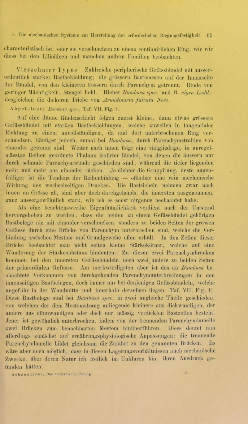 cbaractcristisch ist, oder sie versclmiclzen zu einem eoiitiimirlicheii Kiug, wie wir iliess bei den Lilioideen mul manchen andern Familien beobachten. Vierzehnter Typus. Zahlreiche peripherische Gefässbündel mit ausser- ordentlich starker Bastbekleidung: die grössern Bastmassen auf der Innenseite der Bündel, von den kleineren äussern durch Parenchym getrennt. Rinde von geringer Mächtigkeit; Stengel hohl, llieher Bambum spec. m\(\ B. nif/i-a Lodd.. desgleichen die dickeren Triebe von Arundinaria falcuta Nec\s. Abgebildet: Bumhusa spec, Taf. VII, Fig. 1. Auf eine dünne Rindenschicht folgen zuerst kleine, dann etwas grössere Gefässbündel mit starken Bastbekleidungen, welche zuweilen in tangentialer Richtung zu einem unvollständigen, da und dort unterbrochenen Ring ver- schmelzen, häufiger jedoch, zumal bei Bamhusa, durch Parenchymstralilen von einander getrennt sind. Weiter nach innen folgt eine vielgliedrige, in unregel- mässige Reihen geordnete Phalanx isolirter Bündel, von denen die äussern nur durch schmale Pareuchymwände geschieden sind, während die tiefer liegenden mehr und mehr aus einander rücken. Je dichter die Gruppirung, desto augen- fälliger ist die Tendenz der Reihenbildung — offenbar eine rein mechanische Wirkung des wechselseitigen Druckes. Die Bastsicheln nehmen zwar nach innen an Grösse ab, sind aber doch dnrchgehends, die innersten ausgenommen, ganz aussergewohnlich stark, wie ich es sonst nirgends beobachtet habe. Als eine beachtenswerthe Eigenthümlichkeit verdient auch der Umstand hervorgehoben zu werden, dass die beiden zu einem Gefässbündel gehörigen Bastbelege nie mit eiuander verschmelzen, sondern zu beiden Seiten der grossen Gelasse durch eine Brücke von Parenchym unterbrochen sind, welche die Ver- bindung zwischen Mestoni und Grundgewebe offen erhält. In den Zellen dieser Brücke beobachtet man nicht selten kleine Stärkeköruer, welche auf eine Wanderung der Stärkesiibstanz hindeuten. Zu diesen zwei Parenchymbrücken kommen bei den innersten Gefässbündeln noch zwei^ andere zu beiden Seiten der primordialen Gefässe. Am merkwürdigsten aber ist das an Bambusa be- obachtete Vorkonnnen von durchgehenden Pareuchymunterbrechungen in den innenseitigen Bastbelegen, doch immer nur bei denjenigen Gefässbüudelu, welche ungefähr in der Wandmitte und innerhalb derselben liegen (Taf. VII, Fig. 1). Diese Bastbelege sind bei Bambum spee. in zwei ungleiche Theile geschieden, von welchen der dem Mestomstrang anliegende kleinere aus dickwandigen, der andere aus dünnwandigen oder doch nur mässig verdickten Bastzellen besteht. Jener ist gewöhnlich unterbrochen, indem von der trennenden Parenchymlamelle zwei Brücken zum benachbarten Mestom hinüberführen. Diess deutet nun allerdings zunächst auf ernährungsphysiologische An])assungen; die trennende Parenchymlamelle bildet gleichsam die Zufahrt zu den genannten Brücken. Es wäre aber doch möglich, dass in diesen Lagerungsverliältnissen auch mechanische Zwecke, über deren Natur ich freilich im Unklaren bin, ihren Ausdruck ge- funden hätten. Schweudeuer, Das mechanische Princip. 