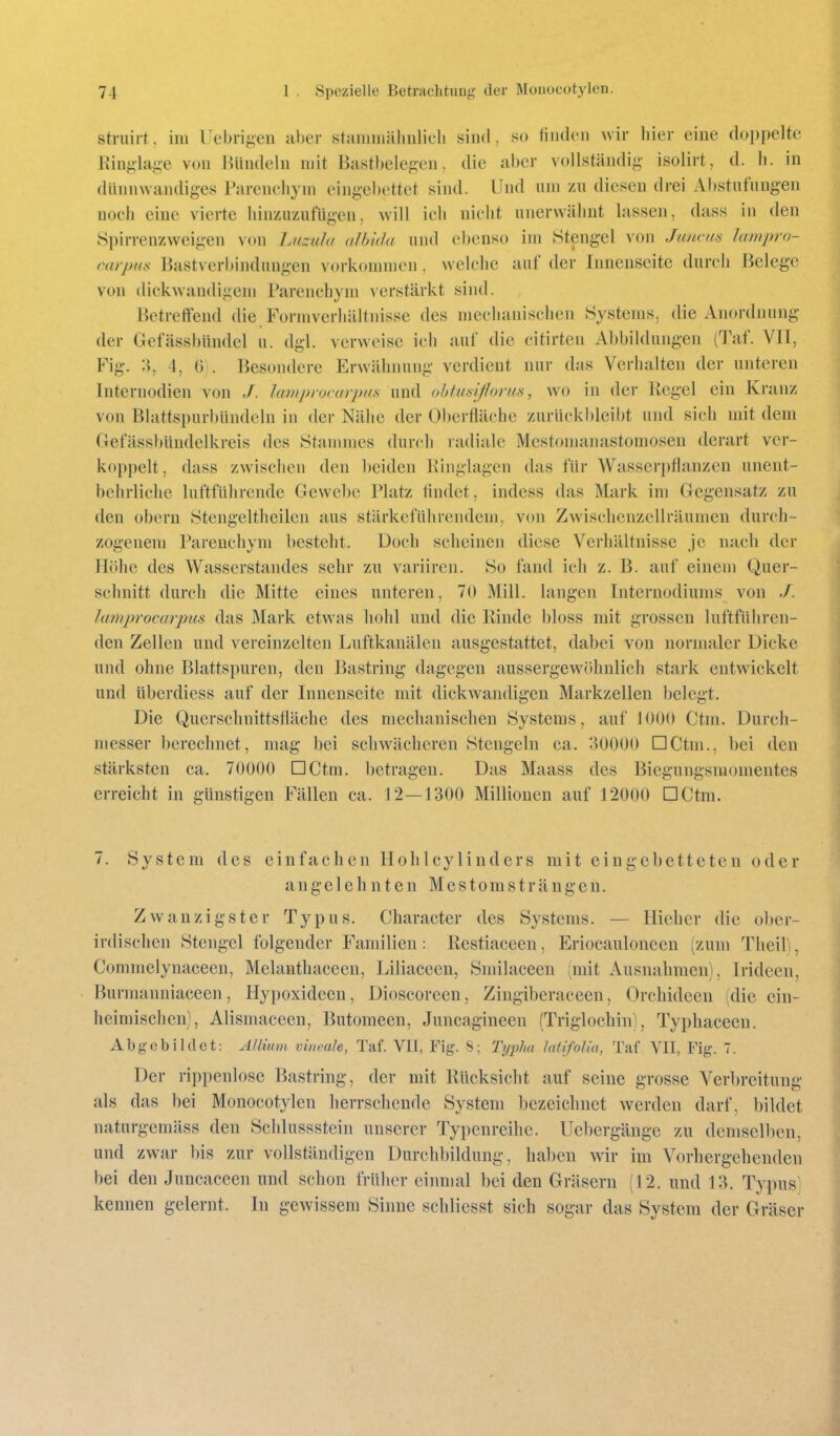 struirt, im IJebrigeii aber stanimälinlicli sind, so üiideii wir hier eine doppelte Kin^la<;e von Bündeln mit Bastbelejicn, die aber vollständig- isolirt, d. Ii. in dünnwandiges Parenchym eingebettet sind. Und nni zu diesen drei Abstufungen nocii eine vierte hinzuzufügen, will ich nicht unerwähnt lassen, dass in den Spirrenzweigen von Lazula albida und ebenso im Stengel von Jimms lampro- carpns Bastverbindungen vorkommen, welche auf der Innenseite durch Belege von dickwandigem Parenchym verstärkt sind. Betreffend die Formverhältnisse des mechanischen Systems, die Anordnung der Gefässbündel u. dgl. verweise ich auf die citirten Abbildungen (Taf. VII, Fig. 4, iS . Besondere Erwähnung verdient nur das Verhalten der unteren Internodien von ,/. lamprocarpus und ohlmiflorua, wo in der Kegel ein Kranz von Blattsi)urbündeln in der Nähe der Oberfläche zurückbleibt und sich mit dem Gefässbündelkreis des Stammes durch radiale Mestomanastomosen derart ver- koppelt, dass zwischen den beiden Hinglagen das für Wasser])llanzen unent- behrliche luftführende Gewe1)e Platz findet, indess das Mark im Gegensatz zu den obern Stengeitheilen ans stärkeführendem, von Zwischenzellräumen durch- zogenem Parenchym besteht. Doch scheinen diese Verhältnisse je nach der Höhe des Wasserstandes sehr zu variiren. So fand ich z. B. auf einem Quer- schnitt durch die Mitte eines unteren, 70 Mill. langen Internodiums von J. lamprocarpus das Mark etwas hohl und die Rinde bloss mit grossen luftführen- den Zellen und vereinzelten Luftkanälen ausgestattet, dabei von normaler Dicke und ohne Blattspuren, den Bastring dagegen aussergewöhnlich stark entwickelt und überdiess auf der Innenseite mit dickwandigen Markzellen belegt. Die Querschnittsfläche des mechanischen Systems, auf 1000 Ctm. Durch- messer berechnet, mag bei sclnvächcren Stengeln ca. 30000 DCtm., bei den stärksten ca. 70000 DCtm. l)etragen. Das Maass des Biegungsmomentes erreicht in günstigen Fällen ca. 12—1300 Millionen auf 12000 DCtm. 7. System des einfachen Hohlcylinders mit eingebetteten oder angelehnten Mestomsträngen. Zwanzigster Typus. Character des Systems. — Hieher die ober- irdischen Stengel folgender Familien : Restiaceen, Eriocaulonecu (zum Theil), Commelynaceen, Melanthaceen, Liliaceen, Smilaceen (mit Ausnahmen), Irideen, Burmanniaceen, Hypoxidecn, Dioscoreen, Zingiberaceen, Orchideen (die ein- heimischen), Alismaceen, Butomeen, Juncagineen (Triglochin), Typhaceen. Abgebildet: AUium vinmh, Taf. VII, Fig. 8; Tyi^lm latifoUa, Taf VII, Fig. 7. Der rippenlose Bastring, der mit Bücksicht auf seine grosse Verbreitung als das bei Monocotylen herrschende System bezeichnet werden darf, bildet naturgemäss den Scidussstein unserer Typenreihe. Uebergänge zu demscll)cn, und zwar bis zur vollständigen Durchbildung, haben wir im Vorhergehenden bei den Juncaceen und schon früher einmal bei den Gräsern (12. und 13. Typus kennen gelernt. In gewissem Sinne schlicsst sich sogar das System der Gräser