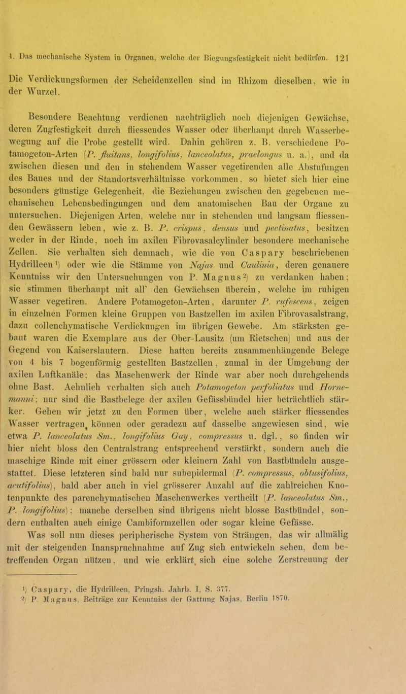 Die Verdickungsfornicn der Scheidenzellen sind im Rhizom dieselben, wie in der Wnr/el. Besondere Beachtung verdienen nachträglich noch diejenigen Gewächse, deren Zugfestigkeit durch fliessendes Wasser oder ii])erhaupt durch Wasserbe- wegung auf die Probe gestellt wird. Dahin gehih-en z. B. verschiedene Po- taniogetou-Arten [P. ßtiitans, longifoJius. lanceolatus, praelongus u. a.l, und da zwischen diesen und den in stehendem Wasser vegetirenden alle Abstufungen des Baues und der Standortsverhältnisse vorkommen, so bietet sich hier eine besonders günstige Gelegenheit, die Beziehungen zwischen den gegebenen me- chanischen Lebensbedingungen und dem anatomischen Bau der Organe zu untersuchen. Diejenigen Arten, welche nur in stehenden und langsam fliessen- den Gewässern leben, wie z. B. P. crispus. densiis und pectinatus^ besitzen weder in der Rinde, noch im axileu Fibrovasalcylinder besondere mechanische Zellen. Sie verhalten sich demnach, wie die von Caspary beschriebenen Hydrilleen^) oder wie die Stämme von Najas und Caulinia, deren genauere Kenntniss wir den Untersuchungen von P. Magnus2) zu verdanken haben; sie stimmen überhaupt mit all' den Gewächsen überein, welche im ruhigen Wasser vegetiren. Andere Potamogeton-Arten, darunter P. ntfescens ^ zeigen in einzelnen Formen kleine Gruppen von Bastzellen im axilen Fibrovasalstrang, dazu collenchymatisclie Verdickungen im übrigen Gewebe. Am stärksten ge- baut waren die Exemplare aus der Ober-Lausitz (um Rietschen) und aus der Gegend von Kaiserslautern. Diese hatten bereits zusammenhängende Belege von 4 bis 7 bogenf()rmig gestellten Bastzellen, zumal in der Umgebung der axilen Luftkanäle; das Maschenwerk der Rinde war aber noch durchgehends ohne Bast. Aehnlich verhalten sich auch Potamogeton perfoliatus und Horne- 7namn \ nur sind die Bastbelege der axilen Gefässbündel hier beträchtlich stär- ker. Gehen wir jetzt zu den Formen über, welche auch stärker fliessendes Wasser vertragen^ können oder geradezu auf dasselbe angewiesen sind, wie etwa P. lanceolatus Sm,., longifolius Gay, compressus u. dgl. , so finden wir hier nicht bloss den Centraistrang entsprechend verstärkt, sondern auch die maschige Rinde mit einer grössern oder kleinern Zahl von Bastbündeln ausge- stattet. Diese letzteren sind bald nur subepidermal [P. compressus^ ohiusifolius, acutifolius). bald aber auch in viel grfKsserer Anzahl auf die zahlreichen Kno- tenpunkte des parenchymatischen Maschenwerkes vcrthcilt [P. lanceolatus Sm., P. longifolius): manche derselben sind übrigens nicht blosse Bastl)Undel, son- dern enthalten auch einige Cambiformzellen oder sogar kleine Gefässe. Was soll nun dieses i)erii)herische System von Strängen, das wir allmälig mit der steigenden Inanspruchnahme auf Zug sich entwickeln sehen, dem be- treffenden Organ nützen, und wie erklärt^ sich eine solche Zerstreuung der 1) Caspary, die Hydrilleen, Pringsh. Jahrb. T, S. 377. '-} P. Magnus, Beiträge /.ur Kenntniss der Gattung Najas, Berlin 1870.
