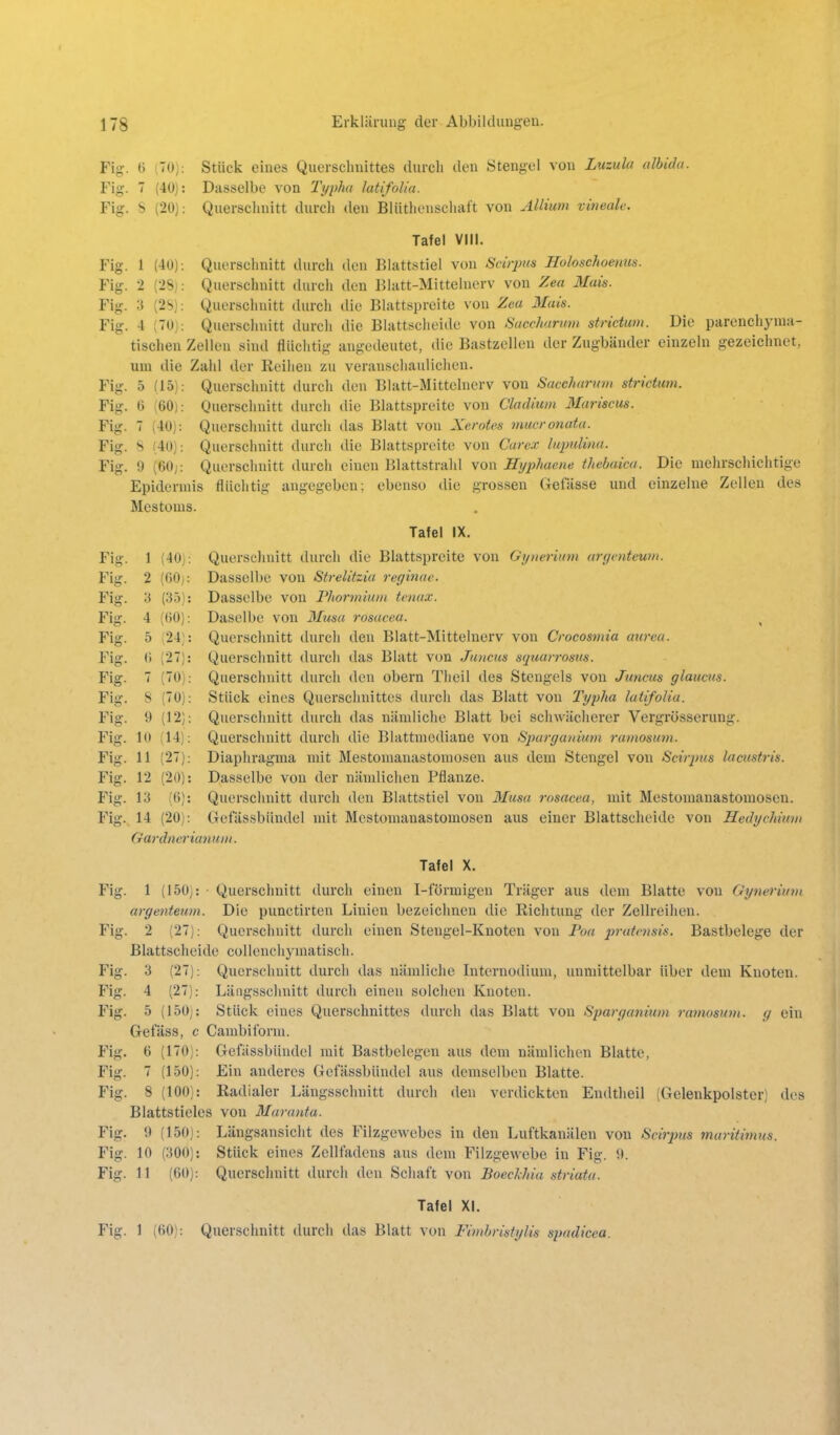 Fig. ö (70): Stück eines Querschnittes durch den Stengel von Luzula albida. Fig. 7 (40): Dasselbe von Typha hitifolia. Fig. S (20): Querschnitt durch den Bliithenschaft von Allium vineale. Tafel VIII. Fig. 1 (4U): Querschnitt durch den Blattstiel von Scirpns Holoschoenus. Fig. 2 (28j: Querschnitt durch den Blatt-Mitteluerv von Zea Mais. Fig. 3 (2S): Querschnitt durch die Blattspreite von Zea Mais. Fig. 4 (70): Querschnitt durch die Blattscheide von Saccharum strictum. Die parenchj-nia- tischen Zellen sind flüchtig angedeutet, die Bastzellen der Zugbänder einzeln gezeichnet, um die Zahl der Reihen zu veranschaulichen. Fig. 5 (15): Querschnitt durch den Blatt-Mittelnerv von Saccharum strictum. Fig. 6 (60): Querschnitt durch die Blattspreite von Claäium 3Iariscus. Fig. 7 (40): Quersclmitt durch das Blatt von Xcrotes mucronata. Fig. S (40): Querschnitt durch die Blattspreite von Carex lupulimi. Fig. 9 (60;: Querschnitt durch einen Blattstrahl \o\\ Hyphucite thebuica. Die niehrscliichtige Epidermis flüchtig angegeben; ebenso die grossen Getlisse und einzelne Zellen des Mestoms. Tafel IX. Fig. 1 (40j: Quersclmitt durch die Blattspreite von Gynerium argvntcum. Fig. 2 (60j: Dasselbe von Strelitziu reyinae. Fig. 3 (35): Dasselbe von Phormiuin tvnax. Fig. 4 (60): Daselbe von Musa rosucea. ^ Fig. 5 (24): Querschnitt durch den Blatt-Mittelnerv von Crocosmia awea. Fig. () (27): Querschnitt durcli das Blatt von Juncus squarrosus. Fig. 7 (70): Querschnitt durch den obern Theil des Stengels von Juncus glaucus. Fig. 8 (70): Stück eines Querschnittes durch das Blatt von Typha latifolia. Fig. 9 (12): Querschnitt durch das nämliche Blatt bei schwächerer Vergrösserung. Fig. 10 (14): Querschnitt durch die Blattmediane von Spurganimn ramosum. Fig. 11 (27): Diaphragma mit Mestomanastomosen aus dem Stengel von Scirpus lacustris. Fig. 12 (20): Dasselbe von der nämlichen Pflanze. Fig. 13 (6): Querschnitt durch den Blattstiel von Musa msacea, mit Mestomanastomosen. Fig. 14 (20): Gefässbündel mit Mestomanastomosen aus einer Blattsclieide von Hedychium Gardmrianuni. Tafel X. Fig. 1 (150;: Querschnitt durch einen I-lormigen Träger aus dem Blatte von Gynerium argenteum. Die punctirten Linien bezeichnen die Richtung der Zellreihen. Fig. 2 (27): Querschnitt durch einen Stengel-Knoten von Poa pratensis. Bastbelege der Blattscheide collenchymatisch. Fig. 3 (27): Quersclmitt durch das nämliche Internodium, unmittelbar über dem Knoten. Fig. 4 (27): Längsschnitt durch einen solchen Knoten. Fig. 5 (150;: Stück eines Querschnittes durch das Blatt von Sparganium ramosmn. y ein Gefäss, c Cambilbrni. Fig. 6 (170): Gefässbündel mit Bastbelegen aus dem nämlichen Blatte, Fig. 7 (150): Ein anderes Gefässbündel aus demselben Blatte. Fig. 8 (100): Radialer Längsschnitt durch den verdickten Endtheil (Gelenkpolster) des Blattstieles von 3Iaranta. Fig. 9 (150): Längsansicht des Filzgewebes in den Luftkanälen von Scirjxus maritimus. Fig. 10 (300): Stück eines Zellfadens aus dem Filzgewebe in Fig. 9. Fig. 11 (60): Querschnitt durch den Schaft von Boeckhia striata. Tafel XI. Fig. 1 (60): Quersclmitt durch das Blatt von Fimbristylis spadicea.