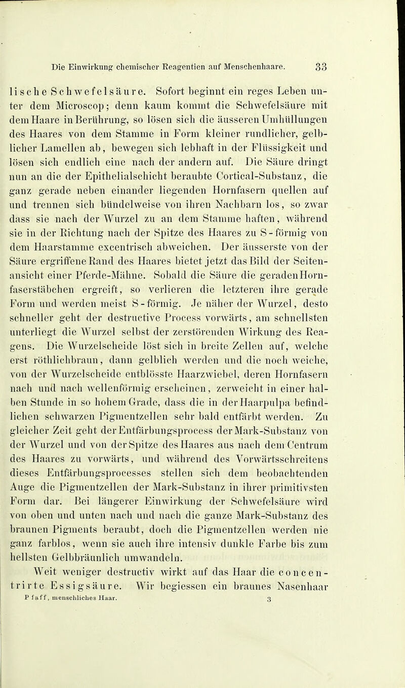1 i s c h e Schwefelsäure. Sofort beginnt ein reges Leben un- ter dem Microscop; denn kaum kommt die Schwefelsäure mit dem Haare in Berührung, so lösen sich die äusseren Umhüllungen des Haares von dem Stamme in Form kleiner rundlicher, gelb- licher Laraellen ab, bewegen sich lebhaft in der Flüssigkeit und lösen sich endlich eine nach der andern auf. Die Säure dringt nun an die der Epithelialschicht beraubte Cortical-Substanz, die ganz gerade neben einander liegenden Hornfasern quellen auf und trennen sich bündelweise von ihren Nachbarn los, so zwar dass sie nach der Wurzel zu an dem Stamme haften, während sie in der Richtung nach der Spitze des Haares zu S-förmig von dem Haarstamme excentrisch abweichen. Der äusserste von der Säure ergriffene Rand des Haares bietet jetzt das Bild der Seiten- ansicht einer Pferde-Mähne. Sobald die Säure die geradenHorn- faserstäbcheu ergreift, so verlieren die letzteren ihre gerade Form und werden meist S-förmig. Je näher der Wurzel, desto schneller geht der destructive Process vorwärts, am schnellsten unterliegt die Wurzel selbst der zerstörenden Wirkung des Rea- gens. Die Wurzelscheide löst sich in breite Zellen auf, welche erst röthlichbraun, dann gelblich werden und die noch weiche, von der Wurzelscheide entblösste Haarzwiebel, deren Horufasern nach und nach wellenförmig erscheinen, zerweicht in einer hal- ben Stunde in so hohem Grade, dass die in derHaarpulpa befind- lichen schwarzen Pigmentzellen sehr bald entfärbt werden. Zu gleicher Zeit geht derEntfärbuugsprocess der Mark-Substanz von der Wurzel und von der Spitze des Haares aus nach dem Centrum des Haares zu vorwärts, und während des Vorwärtsschreitens dieses Entfärbungsprocesses stellen sich dem beobachtenden Auge die Pigraentzellen der Mark-Substanz in ihrer primitivsten Form dar. Bei längerer Einwirkung der Schwefelsäure wird von oben und unten nach und nach die ganze Mark-Substanz des braunen Pigments beraubt, doch die Pigmentzellen werden nie ganz farblos, wenn sie auch ihre intensiv dunkle Farbe bis zum hellsten Gelbbräunlich umwandeln. Weit weniger destructiv wirkt auf das Haar die c o n c e n- trirte Essigsäure. Wir begiessen ein braunes Nasenhaar P faff, menscliliches Haar. 3