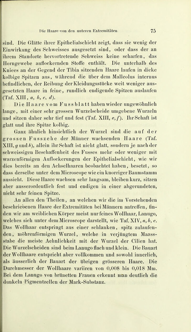 sind. Die Glätte ihrer Epithelialschicht zeigt, dass sie wenig der Einwirkung des Seliweisses ausgesetzt sind, oder dass der an ihrem Standorte hervortretende Sc-hweiss keine scharfen, das Horngewebe auflockernden Stoffe enthält. Die unterhalb des Kniees an der Gegend der Tibia sitzenden Haare laufen in dicke kolbige Spitzen aus, während die über dem Malleolus internus befindlichen, der Reibung der Kleidungsstücke weit weniger aus- gesetzten Haare in feine, rundlich endigende Spitzen auslaufen (Taf. Xm, ö, h, c, d). Die Haare vom F u s s b 1 a 11 haben wieder ungewöhnlich lange, mit einer sehr grossen Wurzelscheide umgebene Wurzeln und sitzen daher sehr tief und fest (Taf. XHI, e,/). Ihr Schaft ist glatt und ihre Spitze kolbig. Ganz ähnlich hinsichtlich der Wurzel sind die auf der grossen Fusszehe der Männer wachsenden Haare (Taf. XHI, .7 und/;), allein ihr Schaft ist nicht glatt, sondern je nach der schweissigeu Beschaffenheit des Fusses mehr oder weniger mit warzenförmigen Auflockerungen der Epithelialschicht, wie wir dies bereits an den Achselhaaren beobachtet haben, besetzt, so dass derselbe unter dem Microscope wie ein knorriger Baumstamm aussieht. Diese Haare wachsen sehr langsam, bleiben kurz, sitzen aber ausserordentlich fest und endigen in einer abgerundeten, nicht sehr feinen Spitze. An allen den Theilen, an welchen wir die im Vorstehenden beschriebenen Haare der Extremitäten bei Männern antreffen, fin- den wir am weiblichen Körper meist nur feines Wollhaar, Lanugo, welches sich unter dem Microscope darstellt, wie Taf. XIV, n,b, c. Das Wollhaar entspringt aus einer schlanken, spitz zulaufen- den, möhrenförraigen Wurzel, welche in verjüngtem Maass- stabe die meiste Aehnlichkeit mit der Wurzel der Cilien hat. Die Wurzelscheiden sind beim Lanugo flach und klein. Die Bauart der Wollhaare entspricht aber vollkommen und sowohl innerlich, als äusserlich der Bauart der übrigen grösseren Haare. Die Durchmesser der Wollhaare variiren von 0,008 bis 0,018 Mm. Bei dem Lanugo von brünetten Frauen erkennt man deutlich die dunkeln Pigmentzellen der Mark-Substanz.