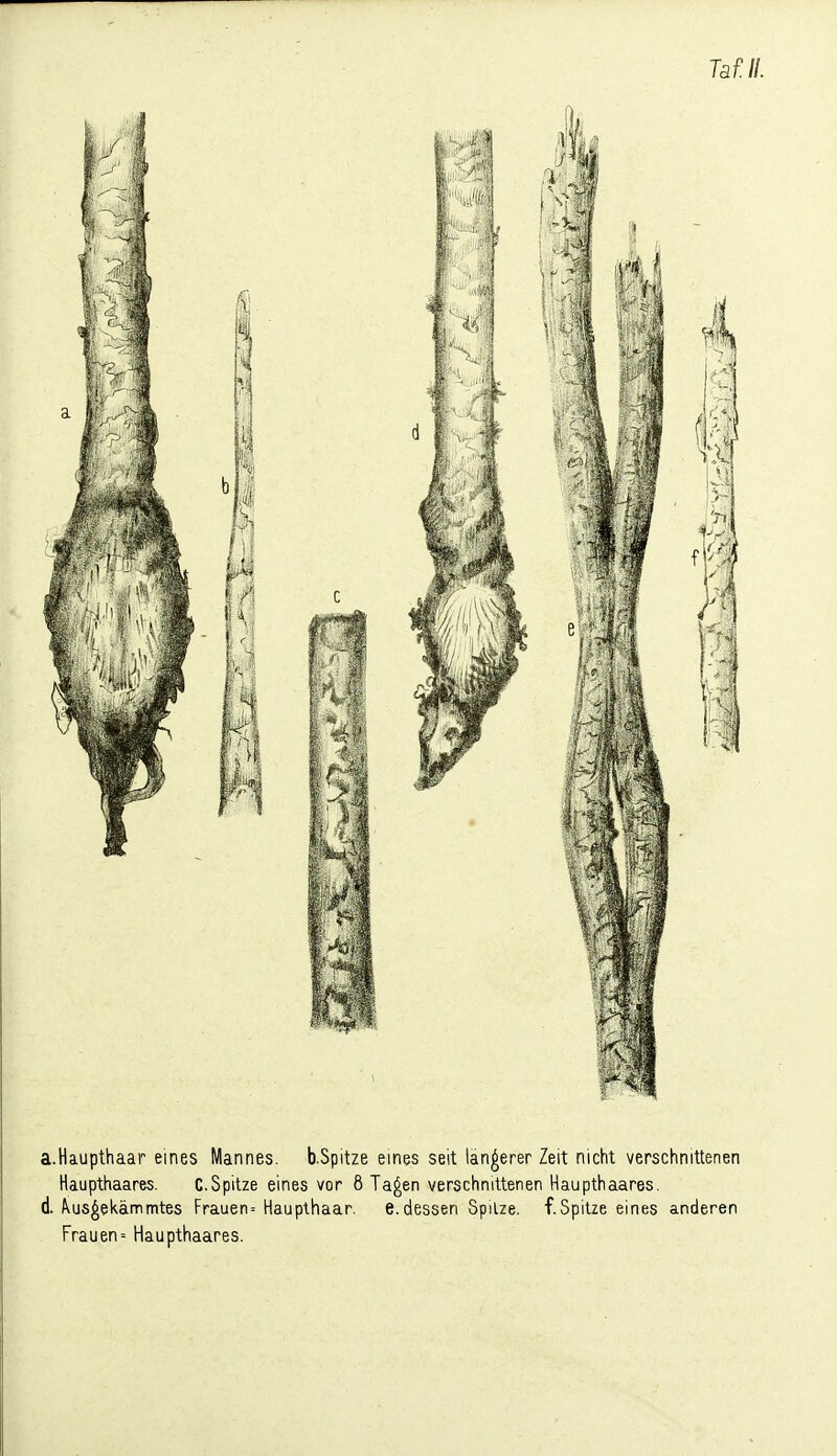 a.Haupthaar eines Mannes. b.Spitze eines seit längerer Zeit nicht verschnittenen Haupthaares. C.Spitze eines vor 8 Ta^en verschnittenen Haupthaares. d. Pius^el^ämmtes Frauen= Haupthaar. e.dessen Spitze, f.Spitze eines anderen Frauen= Haupthaares.