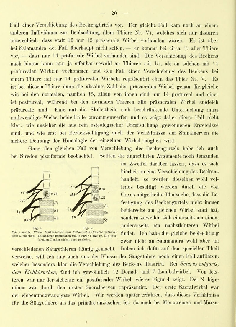 Fall einer Verschiebung' des Beckengiirtels vor. Der gleiche Fall kam noch an einem anderen Individuum zur Beobachtung (dem Thiere Nr. V), welches sich nur dadurch unterschied, dass statt 16 nur 15 präsacrale Wirbel vorhanden waren. Es ist aber bei Salamandra der Fall überhaupt nicht selten, — er kommt bei circa aller Thiere vor, — dass nur 14 präfurcale Wirbel vorhanden sind. Die Verschiebung des Beckens nach hinten kann nun ja offenbar sowohl an Thieren mit 15, als an solchen mit 14 präfurcalen Wirbeln vorkommen und den Fall einer Verschiebung des Beckens bei einem Thiere mit nur 14 präfurcalen Wirbeln repräsentirt eben das Thier Nr. V. Es ist bei diesem Thiere dann die absolute Zahl der präsacralen Wirbel genau die gleiche wie bei den normalen, nämlich 15, allein von ihnen sind nur 14 präfurcal und einer ist postfurcal, während bei den normalen Thieren alle präsacralen Wirbel zugleich präfurcale sind. Eine auf die Skelettheile sich beschränkende Untersuchung muss nothwendiger Weise beide Fälle zusammenwerfen und es zeigt daher dieser Fall recht klar, wie unsicher die aus rein osteologischer Untersuchung gewonnenen Ergebnisse sind, und wie erst bei Berücksichtigung auch der Verhältnisse der Spinalnerven die sichere Deutung der Homologie der einzelnen Wirbel miiglich wird. Cranz den gleichen Fall von Verschiebung des Beckengürtels habe ich auch bei Siredon pisciformis beobachtet. Sollten die angeführten Argumente noch Jemanden im Zweifel darüber lassen, dass es sich hierbei um eine Verschiebung des Beckens handelt, so werden dieselben wohl vol- lends beseitigt werden durch die von Claus mitgetheilte Thatsache, dass die Be- festigung des Beckengürtels nicht immer beiderseits am gleichen Wirbel statt hat, sondern zuweilen sich einerseits am einen, andererseits am nächsthinteren Wirbel findet. Ich habe die gleiche Beobachtung zwar nicht an Salamandra wohl aber an verschiedenen Säugethieren häufig gemacht. Indem ich dafür auf den speciellen Theil verweise, will ich nur auch aus der Klasse der Säugethiere noch einen Fall anführen, welcher besonders klar die Verschiebung des Beckens illustrirt. Bei Sciurus vulgaris, dem Eichhörnchen, fand ich gewöhnlich 12 Dorsal- und 7 Lumbalwirbel. Von letz- teren war nur der siebente ein postfurcaler Wirbel, wie es Figur 4 zeigt. Der N. bige- minus war durch den ersten Sacralnerven repräsentirt. Der erste Sacralwirbel war der siebenundzwanzigste Wirbel. Wir werden später erfahren, dass dieses Verhältniss für die Säugethiere als das primäre anzusehen ist, da auch bei Monotremen und Marsu- gjo6 1 r ^S3 Fig. 4. Fig. 5. Fig. 4 und 5. Plexus lumbosacfalis vom Eichhörnchen (Sciurut vulgaris). pu= N. pudendus. Die anderen Buchstaben wie in Figur 1 pag. 19. Die post- furcalen Lendenwirbel sind pnnktirt.