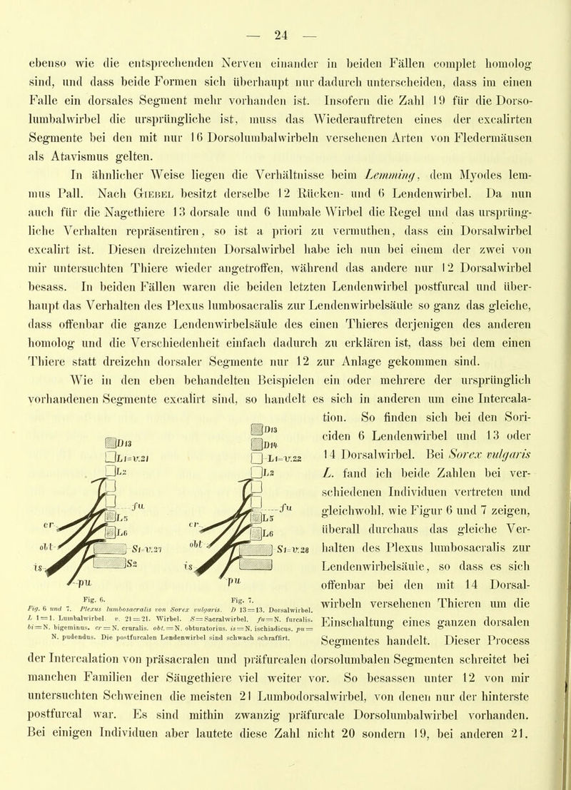 ebenso wie die eiitspreclienden Nerven einander in beiden Fällen complet homolog- sind, und dass beide Formen sich überhaupt nur dadurch unterscheiden, dass im einen Falle ein dorsales Segment mehr vorhanden ist. Insofern die Zahl 19 für die Dorso- lumbalWirbel die ursprüngliche ist, muss das Wiederauftreten eines der excalirten Segmente bei den mit nur 16 Dorsolurabalwirbeln versehenen Arten von Fledermäusen als Atavismus gelten. In ähnlicher Weise liegen die Verhältnisse beim Lemming, dem Myodes lem- mus Pall. Nach Giebel besitzt derselbe 12 Rücken- und 6 Lendenwirbel. Da nun auch für die Nagetliiere 13 dorsale und 6 lumbale Wirbel die Regel und das ursprüng- liche Verhalten repräsentiren ^ so ist a priori zu vermuthen, dass ein Dorsalwirbel excalirt ist. Diesen dreizehnten Dorsalwirbel habe ich nun bei einem der zwei von mir untersuchten Thiere wieder angetroffen, während das andere nur 12 Dorsalwirbel besass. In beiden Fällen waren die beiden letzten Lendenwirbel postfurcal und über- haupt das Verhalten des Plexus lumbosacralis zur Lendenwirbelsäule so ganz das gleiche, dass offenbar die ganze Lendenwirbelsäule des einen Thieres derjenigen des anderen homolog und die Verschiedenheit einfach dadurch zu erklären ist, dass bei dem einen Tbiere statt dreizehn dorsaler Segmente nur 12 zur Anlage gekommen sind. Wie in den eben behandelten Beispielen ein oder mehrere der ursprünglich vorhandenen Segmente excalirt sind, so handelt es sich in anderen um eine Intercala- tion. So finden sich bei den Sori- □L2 ciden 6 Lendenwirbel und 13 oder 14 Dorsalwirbel. Bei Sorex vulgaris L. fand ich beide Zahlen bei ver- schiedenen Individuen vertreten und gleichwohl, wie Figur 6 und 7 zeigen, überall durchaus das gleiche Ver- iialten des Plexus lumbosacralis zur Lendenwirbelsäule, so dass es sich offenbar bei den mit 14 Dorsal- wirbeln versehenen Thieren um die Einschaltung eines ganzen dorsalen Segmentes handelt. Dieser Process der Intercalation von präsacralen und präfurcalen dorsolumbalen Segmenten schreitet bei manchen Familien der Säugethiere viel weiter vor. So besassen unter 12 von mir untersuchten Schweinen die meisten 21 Lumbodorsalwirbel, von denen nur der hinterste postfurcal war. Es sind mithin zwanzig präfurcale Dorsolumbalwirbel vorhanden. Bei einigen Individuen aber lautete diese Zahl nicht 20 sondern 19, bei anderen 21. Fig.^ und 7. Plexus lumbosacralis von Sorex vulgaris. D 13 = 13. Doisalwirbel. i 1 = 1. Luinbalwirbel. v. 21=21. Wirbel. /S= Saoralwirbel. /!t=N. furcalis. *i=N. bigeminns. cr = N. cruralis. oi<. = N. obturatorius. m = N. ischiadicus. pu^ N. pudendus. Die postfurcalen Lendenwirbel sind schwach schraffirt.