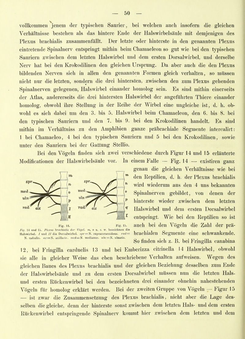 vollkommen jenem der typischen Saurier, bei welchen auch insofern die gleichen Verhältnisse bestehen als das hintere Ende der Halswirbelsäule mit demjenigen des Plexus brachialis zusammenfällt. Der letzte oder hinterste in den genannten Plexus eintretende Spinalnerv entspringt mithin beim Chamaeleon so gut wie bei den typischen Sauriern zwischen dem letzten Halswirbel und dem ersten Dorsalwirbel, und derselbe Nerv hat bei den Krokodilinen den gleichen Ursprung. Da aber auch die den Plexus bildenden Nerven sich in allen den genannten Formen gleich verhalten, so müssen nicht nur die letzten, sondern die drei hintersten, zwischen den zum Plexus gehenden Spinalnerven gelegenen, Halswirbel einander homolog sein. Es sind mithin einerseits der Atlas, andererseits die drei hintersten Halswirbel der angeführten Thiere einander homolog, obwohl ihre Stellung in der Reihe der Wirbel eine ungleiche ist, d. h. ob- wohl es sich dabei um den 3. bis 5. Halswirbel beim Chamaeleon, den 6. bis 8. bei den typischen Sauriern und den 7. bis 9. bei den Krokodilinen handelt. Es sind mithin im Verhältniss zu den Amphibien ganze präbrachiale Segmente intercalirt: 1 bei Chamaeleo, 4 bei den typischen Sauriern und 5 bei den Krokodilinen, sowie unter den Sauriern bei der Gattung Stellio. Bei den Vögeln finden sich zwei verschiedene durch Figur 14 und 15 erläuterte Modificationen der Halswirbelsäule vor. In einem Falle — Fig. 14 — existiren ganz genau die gleichen Verhältnisse wie bei den Reptilien, d. h. der Plexus brachialis wird wiederum aus den 4 uns bekannten Spinalnerven gebildet, von denen der hinterste wieder zwischen dem letzten Halswirbel und dem ersten Dorsalwirbel entspringt. Wie bei den Reptilien so ist auch bei den Vögeln die Zahl der prä- brachialen Segmente eine schwankende. So finden sich z. B. bei Fringilla canabina 12, bei Fringilla carduelis 13 und bei Emberizza citrinella 14 Halswirbel, obwohl sie alle in gleicher Weise das eben beschriebene Verhalten aufweisen. Wegen des gleichen Baues des Plexus brachialis und der gleichen Beziehung desselben zum Ende der Halswirbelsäule und zu dem ersten Dorsalwirbel müssen nun die letzten Hais- und ersten Rückenwirbel bei den bezeichneten drei einander ohnehin nahestehenden Vögeln für homolog erklärt werden. Bei der zweiten Gruppe von Vögeln — Figur 15 — ist zwar die Zusammensetzung des Plexus brachialis, nicht aber die Lage des- selben die gleiche, denn der hinterste sonst zwischen dem letzten Hals- und dem ersten Rückenwirbel entspringende Spinalnerv kommt hier zwischen dem letzten und dem Fig. 14. Fig. 15. Fig. 14 und 15. Plexus brachialis der Vögel, m, n u. s. w. bezeiclinen die Halswirbel. / und //die Dorsalwirbel. spr = N. supracoracoideus. rad = N. radialis. ax=N. axillaris. med=Ti. medianus. uln='S. ulnaris.