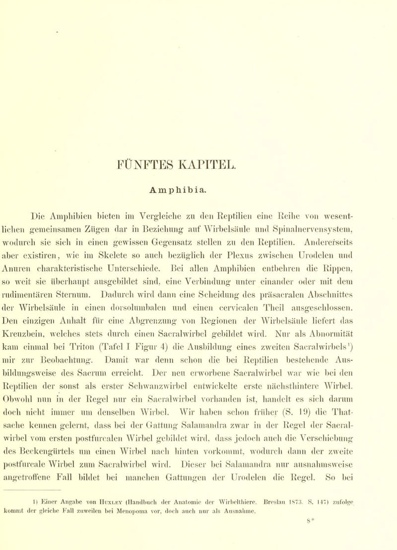 Amphibia. Die Ampliiljicn bieten im Vergleiclie zu den Reptilien eine Reilie von wesent- lichen gemeinsamen Zügen dar in Beziehung auf Wirbelsäule und Spinalnervensystera, wodurch sie sich in einen gewissen Gegensatz stellen zu den Reptilien. Andererseits aber existiren, wie im Skelete so auch bezüglich der Plexus zwischen Urodelen und Anuren charakteristische Unterschiede. Bei allen Amphibien entbehren die Rippen, so weit sie überhaupt ausgebildet sind, eine Verbindung unter einander odei' mit dem rudimentären Sternum. Dadurch wird danii eine Scheidung des präsacralen Abschnittes der Wirbelsäule in einen dorsolumbalen und einen cervicalen Theil ausgeschlossen. Den einzigen Anhalt für eine Abgrenzung von Regionen der Wirbelsäule liefert das Kreuzbein, welches stets durch einen Sacralwirbel gebildet Avird. Nur als Abnormität kam einmal bei Triton (Tafel I Figur 4) die Ausbildung eines zweiten Sacralwirbels') mir zur Beobachtung. Damit war denn schon die bei Reptilien bestehende Aus- bildungsweise des Sacrum erreicht. Der neu erworbene Sacralwirbel war wie bei den Reptilien der sonst als erster Schwanzwirbel entwickelte erste nächsthintere Wirbel. Obwohl nun in der Regel nur ein Sacralwirbel vorhanden ist, handelt es sich darum doch nicht immer um denselben Wirbel. Wir haben schon früher (S. 19) die That- sache kennen gelernt, dass bei der Gattung Salamandra zwar in der Regel der Sacral- wirbel vom ersten postfurcalcn Wirbel gebildet wird, dass jedoch auch die Verschiebung des Beckengürtels um einen Wirbel nach hinten vorkommt, wodurch dann der zweite postfurcale Wirbel zum Sacralwirbel wird. Dieser bei Salamandra nur ausnahmsweise angetroffene Fall bildet bei manchen Gattungen der Urodelen die Regel. So bei I) Einer Angabc von Huxlf.y (Flandbuch der Anatomio der Wirbolthiero. Breslau 1873. S. 147) zufolge kommt der gleicbe Fall zuweilen bei Menopoma vor, doch auch nur als Ausnahme. 8*