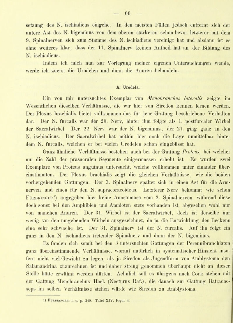 Setzung des N. iscliiaclicus eingehe. In den meisten Fällen jedoch entfernt sich der untere Ast des N. bigeminus von dem oberen stärkeren schon bevor letzterer mit dem 9. Spinalnerven sich zum Stamme des N. ischiadicus vereinigt hat und alsdann ist es ohne weiteres klar, dass der 11. Spinalnerv keinen Antheil hat an der Bildung des N. ischiadicus. Indem ich mich nun zur Vorlegung meiner eigenen Untersuchungen wende, werde ich zuerst die Urodelen und dann die Anuren behandeln. A. Urodela. Ein von mir untersuchtes Exemplar von Menohranclius lateralis zeigte im Wesentlichen dieselben Verhältnisse, die wir hier von Siredon kennen lernen werden. Der Plexus brachialis bietet vollkommen das für jene Gattung beschriebene Verhalten dar. Der N. furcalis war der 20. Nerv, hinter ihm folgte als 1. postfurcaler Wirbel der Sacralwirbel. Der 22. Nerv war der N. bigeminus, der 21. ging ganz in den N. ischiadicus. Der Sacralwirbel hat mithin hier noch die Lage unmittelbar hinter dem N. furcalis, welchen er bei vielen Urodelen schon eingebüsst hat. Ganz ähnliche Verhältnisse bestehen auch bei der Gattung Proteus, bei welcher nur die Zahl der präsacralen Segmente einigermassen erhöht ist. Es wurden zwei Exemplare von Proteus anguinus untersucht, welche vollkommen unter einander über- einstimmten. Der Plexus brachialis zeigt die gleichen Verhältnisse, wie die beiden vorhergehenden Gattungen. Der 3. Spinalnerv spaltet sich in einen Ast für die Arm- nerven und einen für den N. supracoracoideus. Letzterer Nerv bekommt wie schon Fürbringer') angegeben hier keine Anastomose vom 2. Spinalnerven, während diese doch sonst bei den Amphibien und Amnioten stets vorhanden ist, abgesehen wohl nur von manchen Anuren. Der 31. Wirbel ist der Sacralwirbel, doch ist derselbe nur wenig vor den umgebenden Wirbeln ausgezeichnet, da ja die Entwicklung des Beckens eine sehr schwache ist. Der 31. Spinalnerv ist der N. furcalis. Auf ihn folgt ein ganz in den N. ischiadicus tretender Spinahierv und dann der N. bigeminus. Es fanden sich somit bei den 3 untersuchten Gattungen der Perennibranchiaten ganz übereinstimmende Verhältnisse, worauf natürlich in systematischer Hinsicht inso- fern nicht viel Gewicht zu legen, als ja Siredon als Jugendform von AmblyStoma den Salamandrina zuzurechnen ist und daher streng genommen überhaupt nicht an dieser Stelle hätte erwähnt werden dürfen. Aehnlich soll es übrigens nach Cope stehen mit der Gattung Menobranchus Hasl. (Necturus Raf.), die danach zur Gattung Batracho- seps im selben Verhältnisse stehen würde wie Siredon zu Amblystoma.
