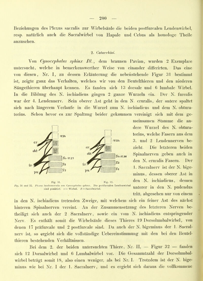 Beziehungen des Plexus sacralis zur Wirbelsäule die beiden postfurcalen Lendenwirbel, resp. natürlich auch die Sacralwirbel von Hapale und Cebus als homologe Theile anzusehen. 2. Calarrhiiii. Von Cynocephalus sphinx Hl., dem braunen Pavian, wurden 2 Exemplare untersucht, welche in bemerkenswerther Weise von einander differirten. Das eine von diesen, Nr. I, zu dessen Erläuterung die nebenstehende Figur 31 bestimmt ist, zeigte ganz das Verhalten, welches wir von den Beutelthieren und den niederen Säugethieren überhaupt keimen. Es fanden sich 13 dorsale und 6 lumbale Wirbel. In die Bildung des N. ischiadicus gingen 2 ganze Wurzeln ein. Der N. furcalis war der 4. Lendennerv. Sein oberer Ast geht in den N. cruralis, der untere spaltet sich nach längerem Verlaufe in die Wurzel zum N. ischiadicus und dem N. obtura- torius. Schon bevor es zur Spaltung beider gekommen vereinigt sich mit dem ge- in den N. ischiadicus tretenden Zweige, mit welchem sich ein feiner Ast des nächst hinteren Spinalnerven vereint. An der Zusammensetzung des letzteren Nerven be- theihgt sich auch der 2 Sacralnerv, sowie ein vom N. ischiadicus entspringender Nerv. Es enthält somit die Wirbelsäule dieses Thieres 19 Dorsolumbalwirbel, von denen 17 präfurcale und 2 postfurcale sind. Da auch der N. bigeminus der 1. Sacral- nerv ist, so ergiebt sich die vollständige Uebereinstimmung mit den bei den Beutel- thieren bestehenden Verhältnissen. Bei dem 2. der beiden untersuchten Thiere, Nr. II, — Figur 32 — fanden sich 12 Dorsalwirbel und 6 Lumbalwirbel vor. Die Gesammtzahl der Dorsolumbal- wirbel beträgt somit 18, also einen weniger, als bei Nr. I. Trotzdem ist der N. bige- minus wie bei Nr. I der 1. Sacralnerv, und es ergiebt sich daraus die vollkommene Fig. 31. Fig. 32. Fig. 31 und 32. Plexus lumbosacralis von Cynocephalus sphinx. Die postfuicalen Lendenwirbel sind punktirt. t!= Wirbel. S = Sacralwirbel. Si=V.Z6 meinsamen Stamme die an- dere Wurzel des N. obtura- torius, welche Fasern aus dem 3. und 2 Lendennerven be- zieht. Die letzteren beiden Spinalnerven geben auch in den N. cruralis Fasern. Der 1. Sacralnerv ist der N. bige- minus, dessen oberer Ast in den N. ischiadicus, dessen unterer in den N. pudendus tritt, abgesehen nur von einem