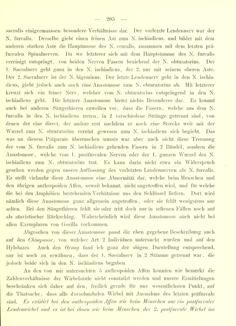 sacralis eiiiigermaassen besondere Verliältnisse dar. Der vorletzte Leiidermerv war der N. fiircalis. Derselbe g'iebt einen feinen Ast zum N. ischiadicus, nnd bildet mit dem anderen starken Aste die Hauptmasse des N. cruralis, zusammen mit dem letzten prä- furcalen Spinalnerven. Da wo letzterer sich mit dem Hauptstamme des N. furcalis vereinigt entspringt, von beiden Nerven Fasern beziehend der N. obturatorius. Der 1. Sacralnerv gelit ganz in den N. ischiadicus, der 2. nur mit seinem oberen Aste. Der 2. Sacralnerv ist der N. bigeminus. Der letzte Lendennerv geht in den N. ischia- dicus, giebt jedoch auch noch eine Anastomose zum N. obturatorius ab. Mit letzterer kreuzt sich ein feiner Nerv, welcher vom N. obturatorius entspringend in den N. ischiadicus geht. Die letztere Anastomose bietet nichts Besonderes dar. Es kommt auch bei anderen Säugethieren zuweilen vor, dass die Fasern, welche aus dem N. furcalis in den N. ischiadicus treten, in 2 verschiedene Stränge getrennt sind, von denen der eine direct, der andere erst nachdem er noch eine Strecke weit mit der Wurzel zum N. obturatorius vereint gewesen zum N. ischiadicus sich begiebt. Das was an diesem Präparate überraschen musste war aber auch nicht diese Trennung der vom N. furcalis zum N. ischiadicus gehenden Fasern in 2 Bündel, sondern die Anastomose, welche vom 1. postfurcalen Nerven oder der 1. ganzen Wurzel des N. ischiadicus zum N. obturatorius trat. Es kann darin nicht etwa ein Widerspruch gesehen weiden gegen unsere Auffassung des vorletzten Lendennerven als N. furcalis. Es stellt vielmehr diese Anastomose eine Abnormität dar, welche beim Menschen und den übrigen anthropoiden Affen, soweit bekannt, nicht angetroffen wird, und für welche die bei den Amphibien bestehenden Verliätnisse uns den Schlüssel liefern. Dort wird nämlich diese Anastomose ganz allgemein angetroffen, oder sie fehlt wenigstens nur selten. Bei den Säugethieren fehlt sie oder tritt doch nur in seltenen Fällen noch auf als atavistischer Rückschlag. Wahrscheinlich wird diese Anastomose auch nicht bei allen Exemplaren von Gorilla vorkommen. Abgesehen von dieser Anastomose passt die eben gegebene Beschreibung auch auf den Chimpanse, von welcher Art 2 Individuen untersucht wurden und auf den Hylobates Auch den Orang fand ich ganz der obigen Darstellung entsprecheiul, nur ist noch zu erwähnen, dass der 1. Sacralnei'v in 2 Stämme getrennt war, die jedoch beide sich in den N. ischiadicus begaben. An den von mir untersuchten 5 anthropoiden Affen konnten wie bemerkt die Zahlenverhältnisse der Wirbelsäule nicht constatirt werden uiid unsere Ermittelungen beschränken sich daher auf den, freilich gerade für uns wesentlichsten Punkt, auf die Thatsache, dass alle dorsolumbalen Wirbel mit Ausnahme des letzten präfurcale sind. Es existirt hei den (inihropoiden Ajfen nne beim Menschen nur ein posffnrealer f.endemvirhel und es ist bei iJinen wie beim Metiselien der 2. poslfnreide Wirbel i//s