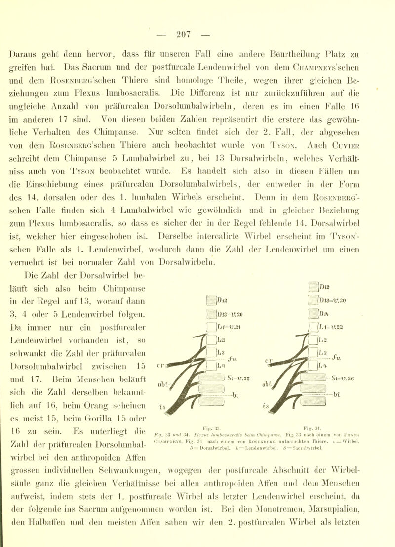 Daraus ^'elit deuu hervor, class für unseren Fall eine andere Beurtheilung' Platz zu i<reifen liat. Das Sacruni und der postfurcale Lendenwirl3el von dem CnAMPNEYs'sclien und dem RosENBERG'sclien Thiere sind homologe Theile, weg-en ihrer gleichen Be- ziehungen zum Plexus lumbosacralis. Die Differenz ist nur zurückzuführen auf die ungleiche Anzahl von präfurcalen Dorsolumbalwirbeln, deren es im einen Falle 16 im anderen 17 sind. Von diesen beiden Zahlen repräsentirt die erstere das gewöhn- liche Verhalten des Chimpanse. Nur selten findet sich der 2. Fall, der abgesehen von dem RosENnERG'schen Thiere auch beobachtet wurde von Tyson. Auch Cuvier schreibt dem Chimpanse 5 Lumbalwirbel zu, bei 13 Dorsalwirbeln, welches Verhält- niss auch von Tyson beobachtet wurde. Es handelt sich also in diesen Fällen um die Einschiebung eines präfurcalen Dorsolumbalwirbels, der entweder in der Form des 14. dorsalen oder des 1. lumbalen Wirbels erscheint. Denn in dem Rosenberg'- schen Falle finden sich 4 Lumbalwirbel wie gewöhnlich und in gleiclicr Beziehung zum Plexus lumbosacralis, so dass es sicher der in der Regel fehlende 14. Dorsalwirbel ist, Avelcher hier eingeschoben ist. Derselbe intercalirte Wirbel erscheint im Tyson'- schen F'alle als 1. Lendenwirbel, wodurch dann die Zahl der Lendenwirbel um ehien vermehrt ist bei normaler Zahl von Dorsalwirbeln. Die Zahl der Dorsalwirbel be- läuft sich also beim Chimpanse ni der Regel auf 13, worauf dann 3, 4 oder 5 Lendenwirbel folgen. Da immer nur ein postfurcaler Lendenwirbel vorhanden ist, so schwankt die Zahl der präfurcalen Dorsoliimbalwirbel zwisfdien 15 und 17. Beim Menschen beläuft sich die Zahl derselben 1)ekannt- lich auf 16, beim Orang scheinen es meist 15, beim Gorilla 15 oder IG zu sein. Es unterliegt die Zahl der präfurcalen Dorsolumljal- wirbel bei den anthropoiden Affen grossen individuellen Schwankungen, wogegen der postfurcale Abschnitt der Wirbel- säule ganz die gleichen Verhältnisse bei allen anthropoiden Afiten und dem Menschen aufweist, indem stets der \. postfurcale Wirbel als letzter Lendenwirbel erscheint, da der folgende ins Sacrum aufgenommen worden ist. Bei den Monotremen, Marsupialien, den Halbaffen und den meisten Affen sahen wir den 2. postfurcalen Wirbel als letzten CT- Fig. 33. Fig. 31. Fiij. 33 und 34. Plexus lumbosacralis beim Cliiiiipansc. Fig. 33 nach einem von Fkank Champneys, Fig. 34 nach einem von ItoSENBKUG uutorsuchten Thiere. t< —Wirbel. i>—Dorsalwirbbl. t = LcnJeuwirbel. .'5' = Sacrahvirbel.